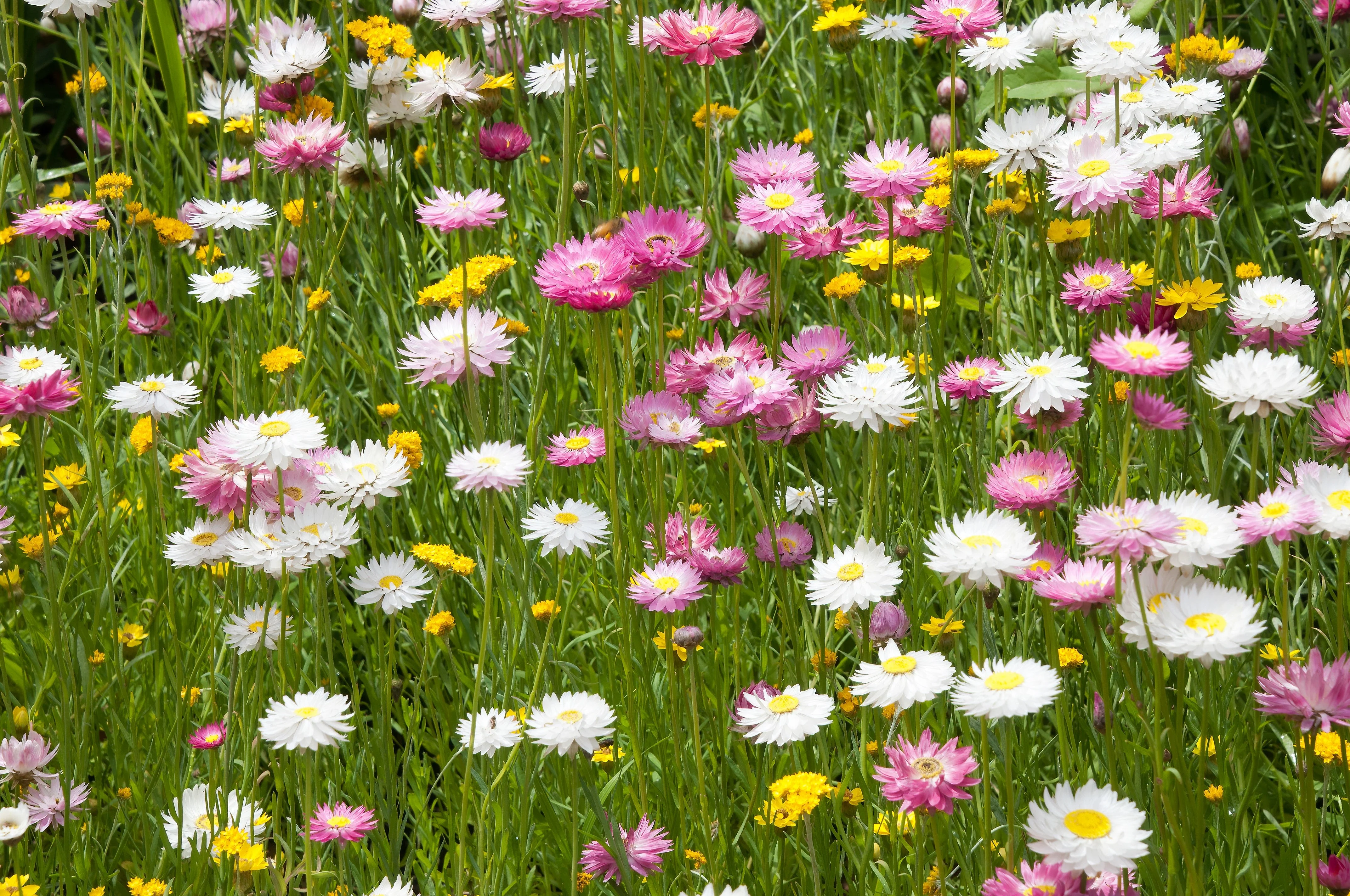 100 MIXED DOUBLE ACROCLINIUM Paper Daisy Helipterum Rhodanthe Flower Seeds - Image 4