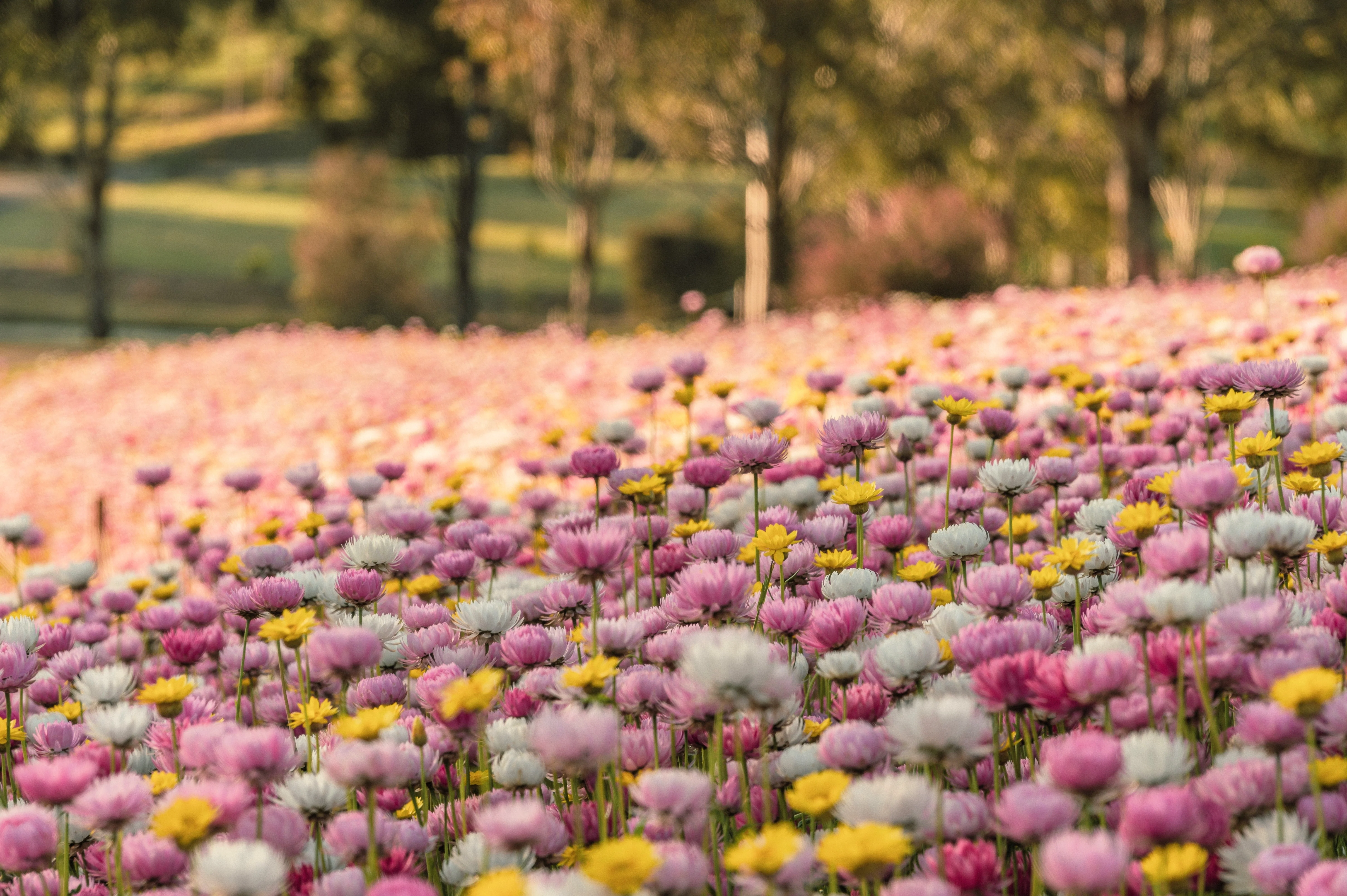 100 MIXED DOUBLE ACROCLINIUM Paper Daisy Helipterum Rhodanthe Flower Seeds - Image 9