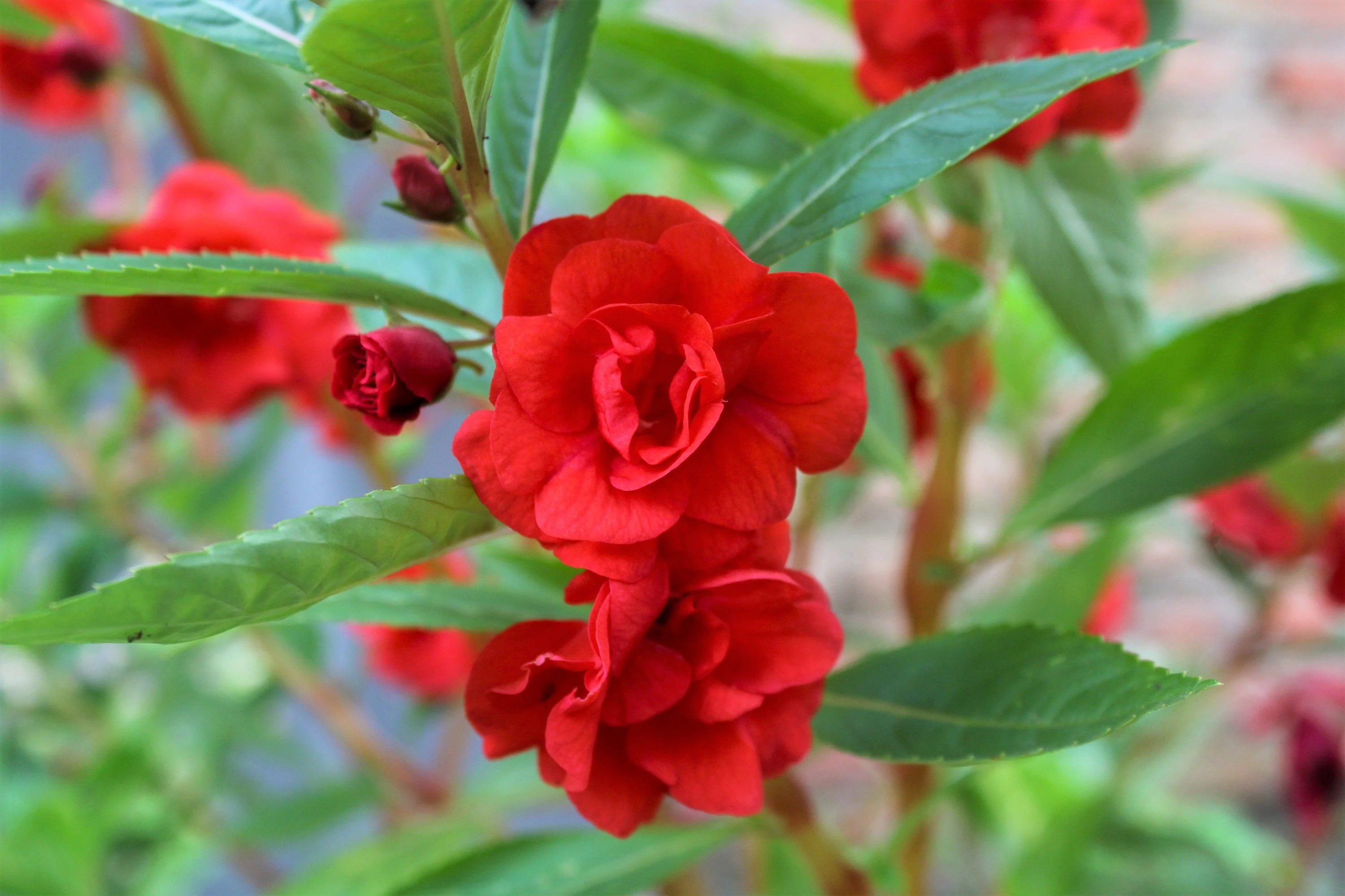 100 Mixed Dwarf TOM THUMB IMPATIENS Balsamina - Sun or Shade - Double Purple, Red, White, Pink, & Orange Flower Seeds - Image 12