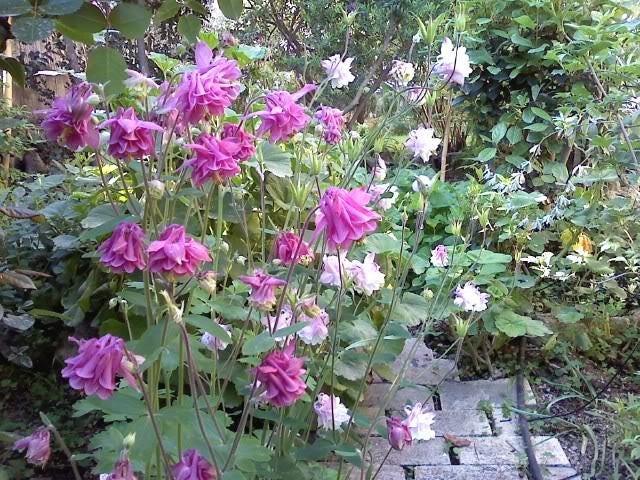 100 MIXED EUROPEAN COLUMBINE Aquilegia Flower Seeds - Image 4