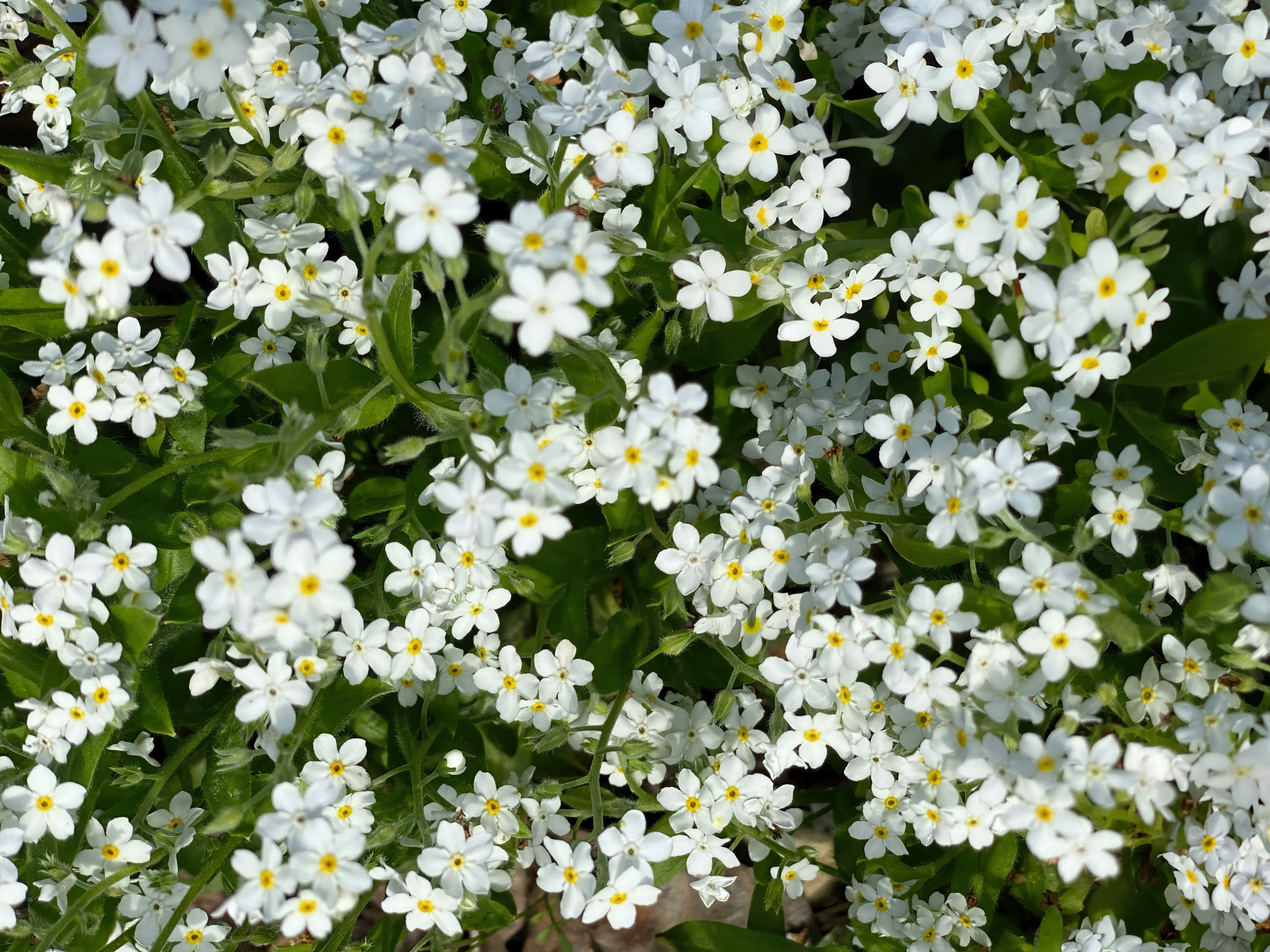 100 Mixed FORGET ME NOT Pink Blue White Mix Myosotis Alpestris Flower Seeds *Flat Shipping - Image 12