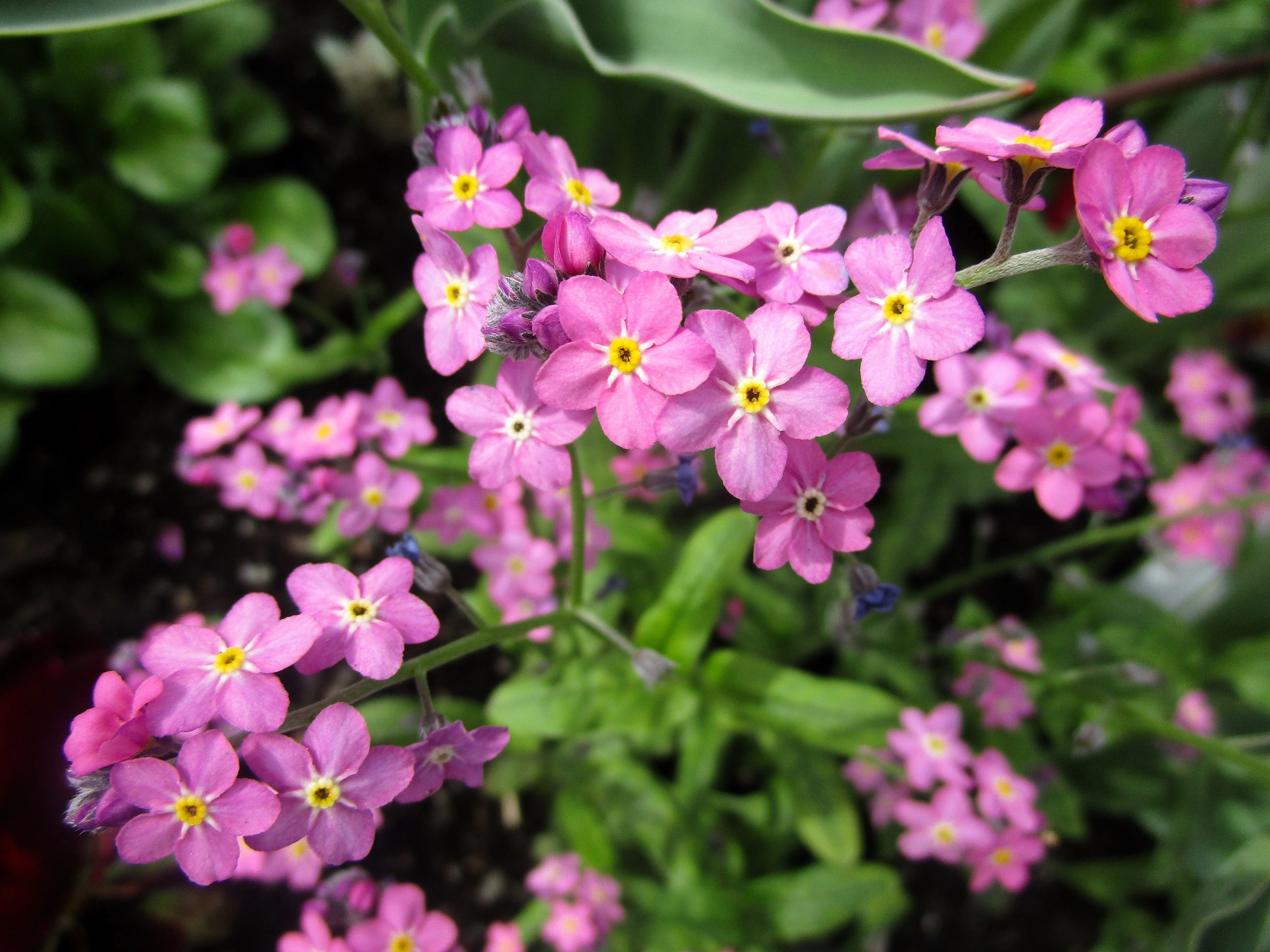100 Mixed FORGET ME NOT Pink Blue White Mix Myosotis Alpestris Flower Seeds *Flat Shipping - Image 15