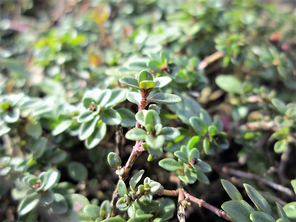 100 MOTHER OF THYME aka Lemon Broadleaved Large Thyme Thymus Pulegioides Herb Pink Flower Seeds - Image 9