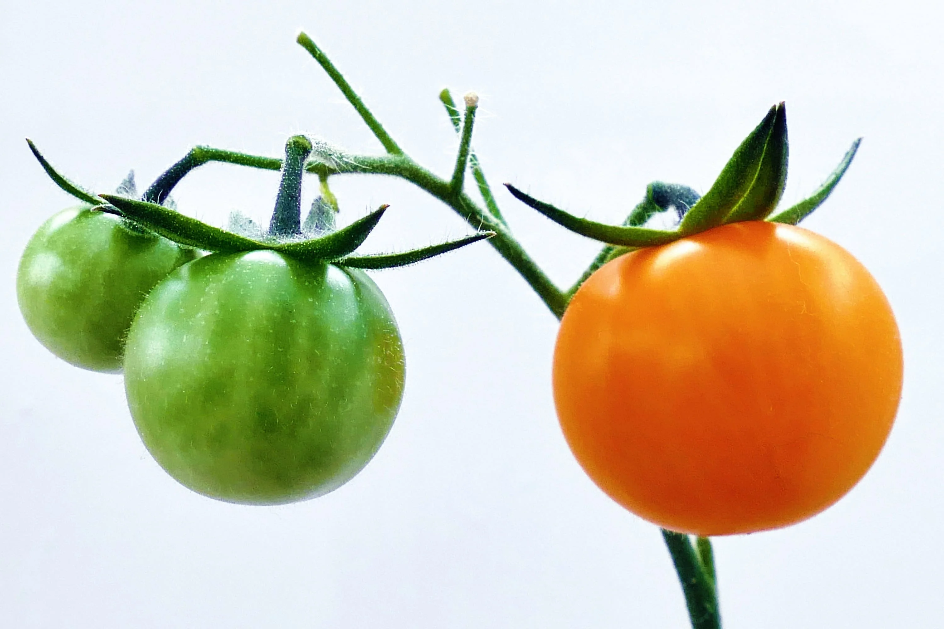 100 ORANGE CHERRY TOMATO Heirloom Solanum Lycopersicum Indeterminate Fruit Vegetable Seeds - Image 9