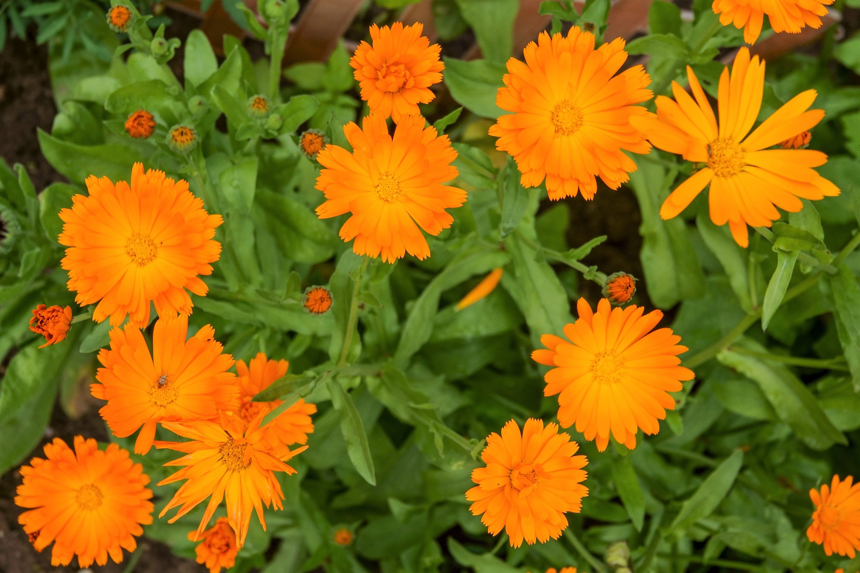 100 ORANGE ENGLISH MARIGOLD (Scotch / Pot Marigold) Calendula Officinalis Flower Seeds - Image 2