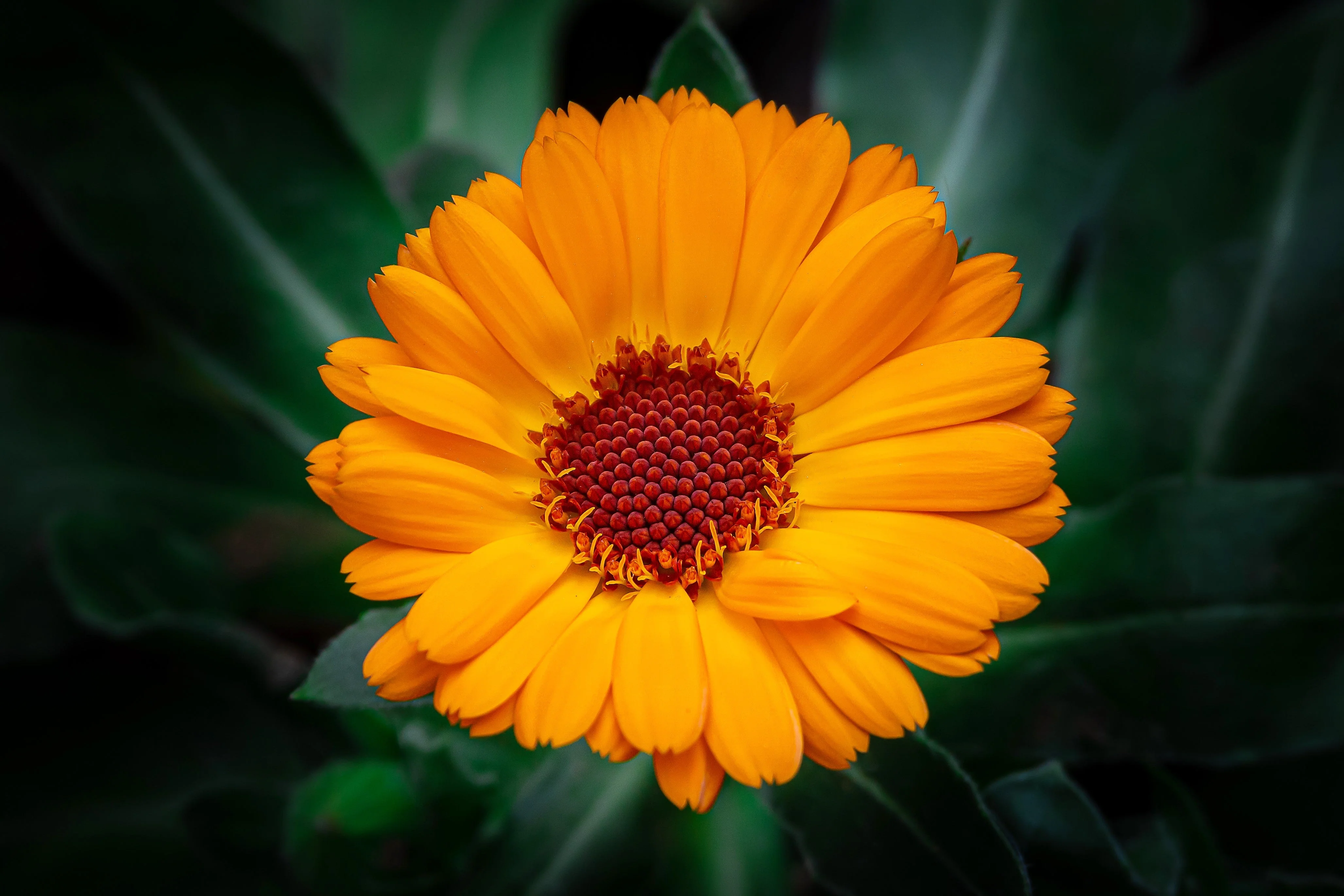100 ORANGE ENGLISH MARIGOLD (Scotch / Pot Marigold) Calendula Officinalis Flower Seeds - Image 9