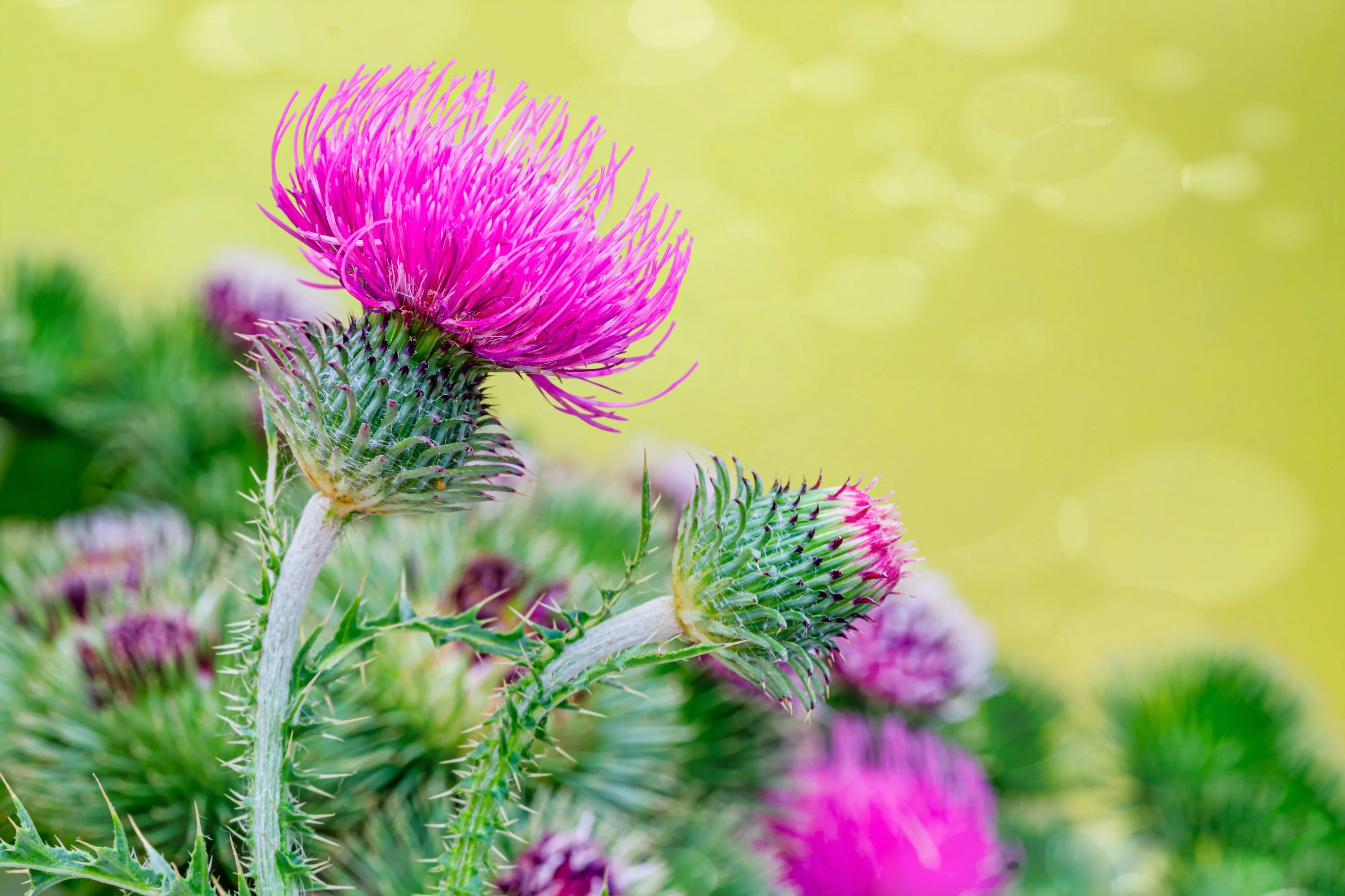 100 ORGANIC Blessed MILK THISTLE Silybum Marianum Hummingbird Purple Flower Seeds - Image 2