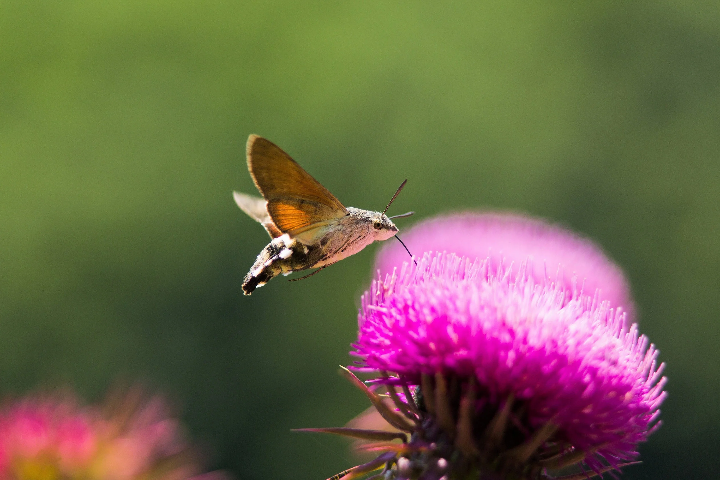 100 ORGANIC Blessed MILK THISTLE Silybum Marianum Hummingbird Purple Flower Seeds - Image 7