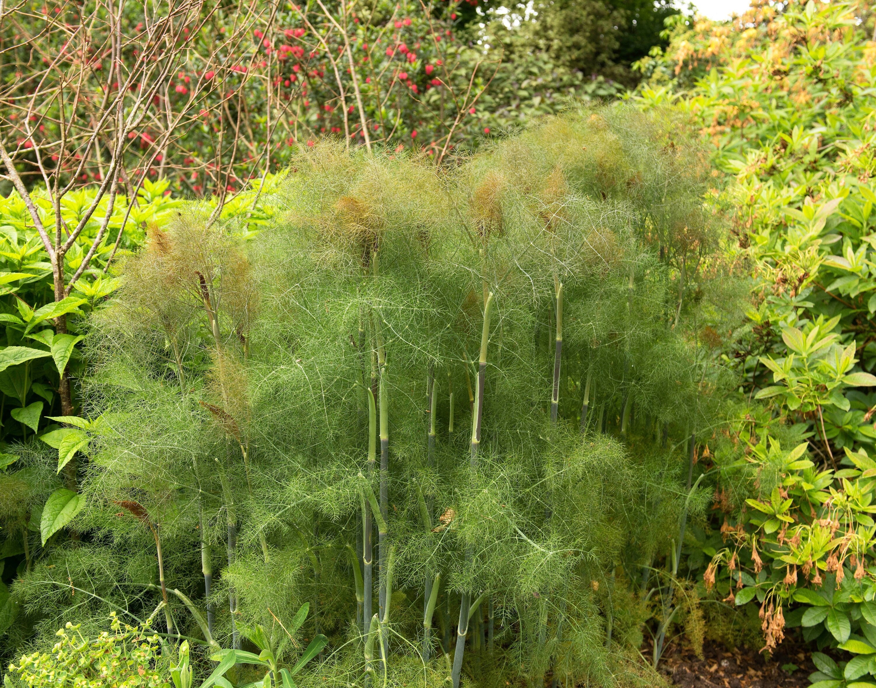 100 Organic BRONZE FENNEL Foeniculum Vulgare Purpureum Herb Bronze Foliage Yellow Flower Seeds - Image 6