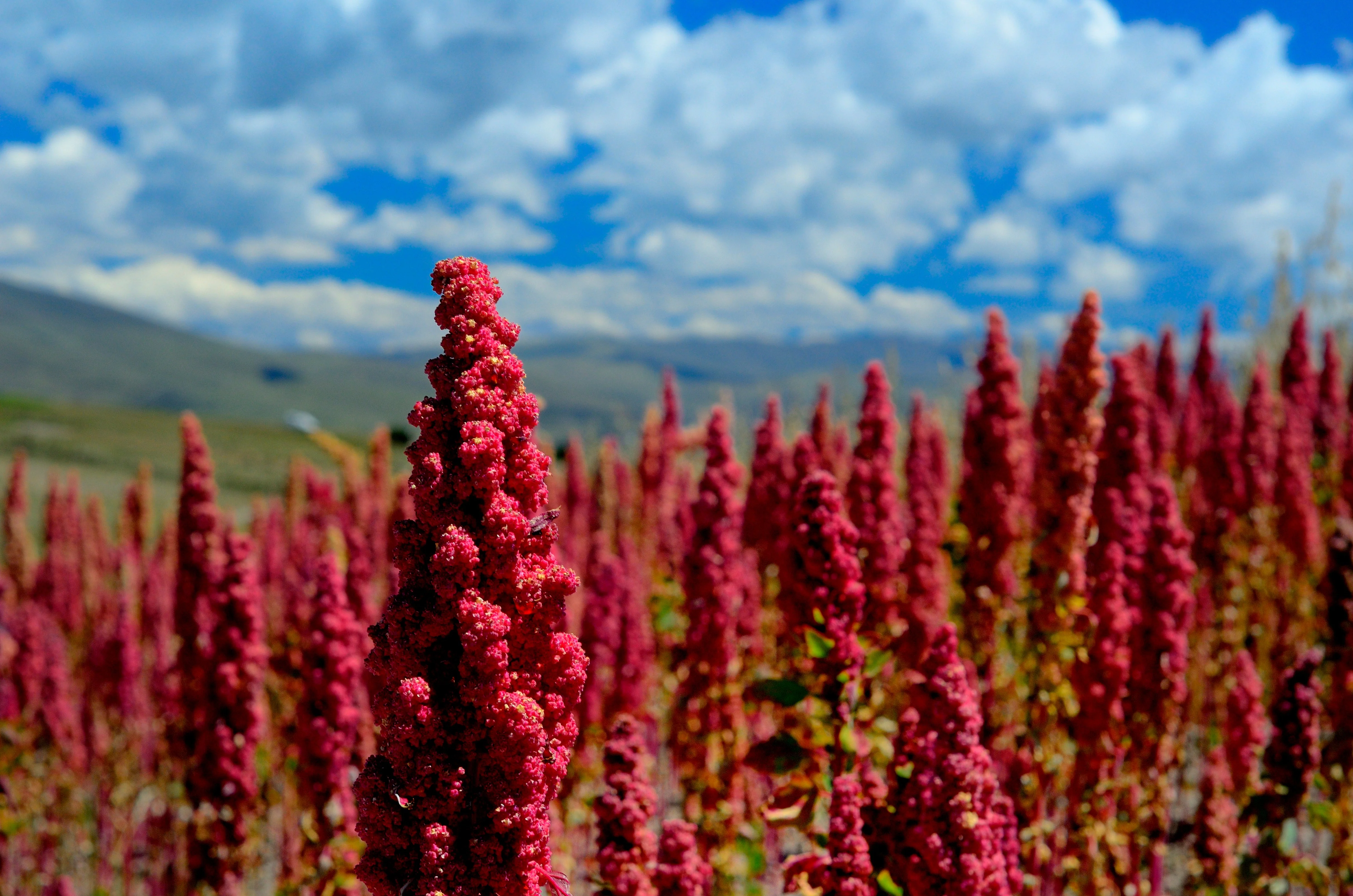 100 Organic RED HEAD QUINOA Grain Chenopodium Quinoa Pink & Red Heads - White Seeds - Image 4