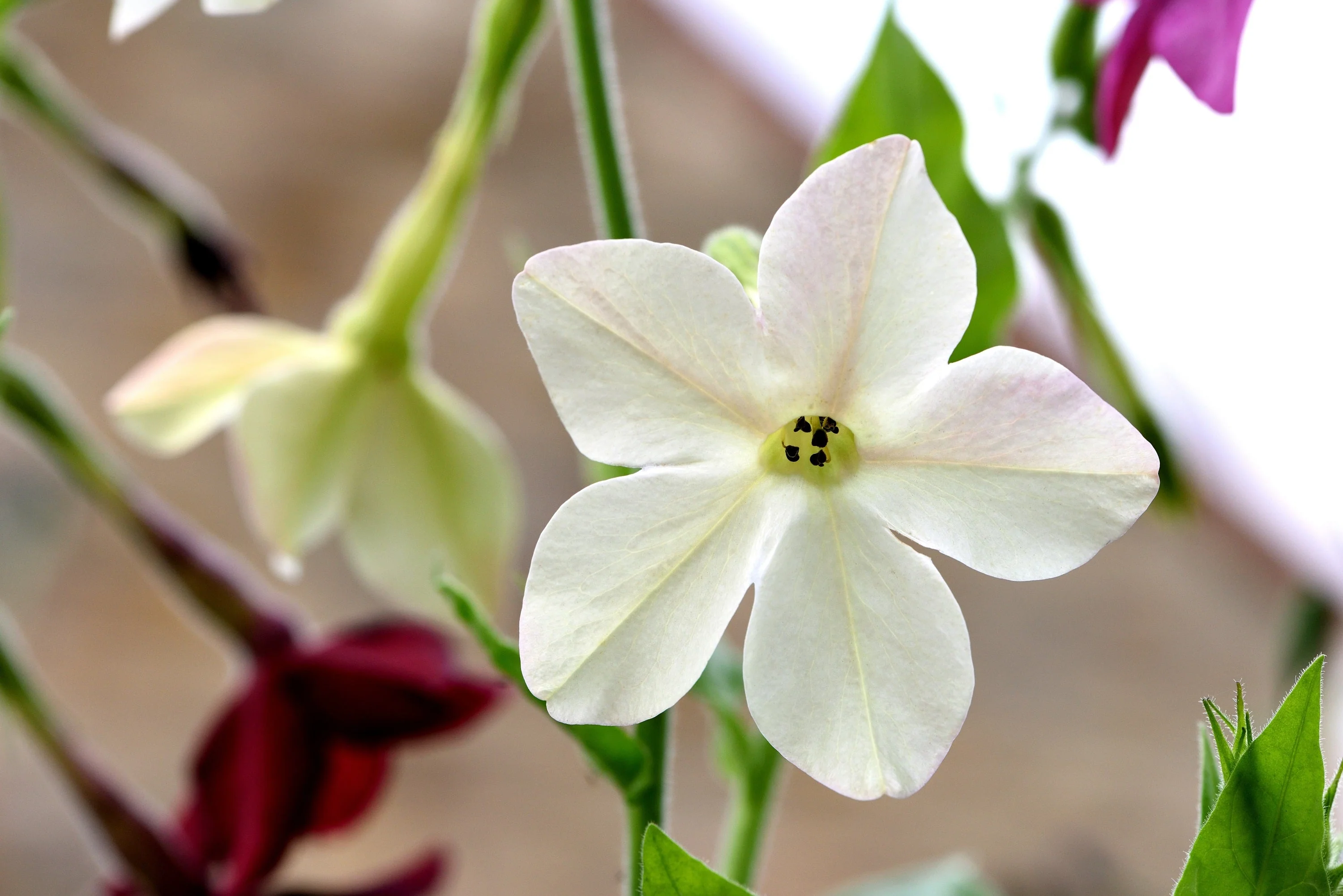 100 Organic WHITE NICOTIANA Flowering TOBACCO Nicotiana Alata Seeds - Image 8