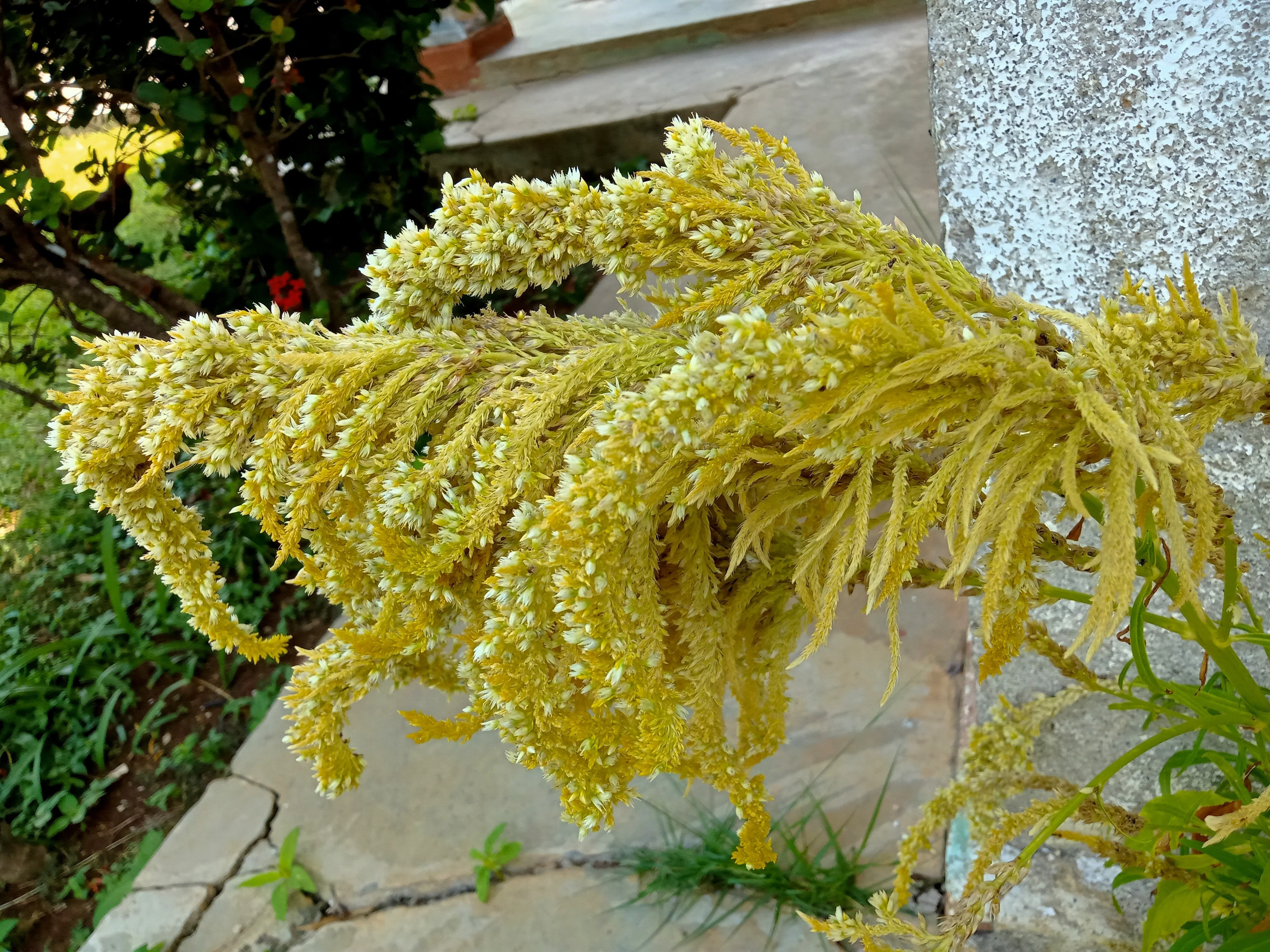 100 Pastel AUTUMNS TOUCH AMARANTHUS Cruentus Bronze Coral Apricot Flower Seeds - Image 3
