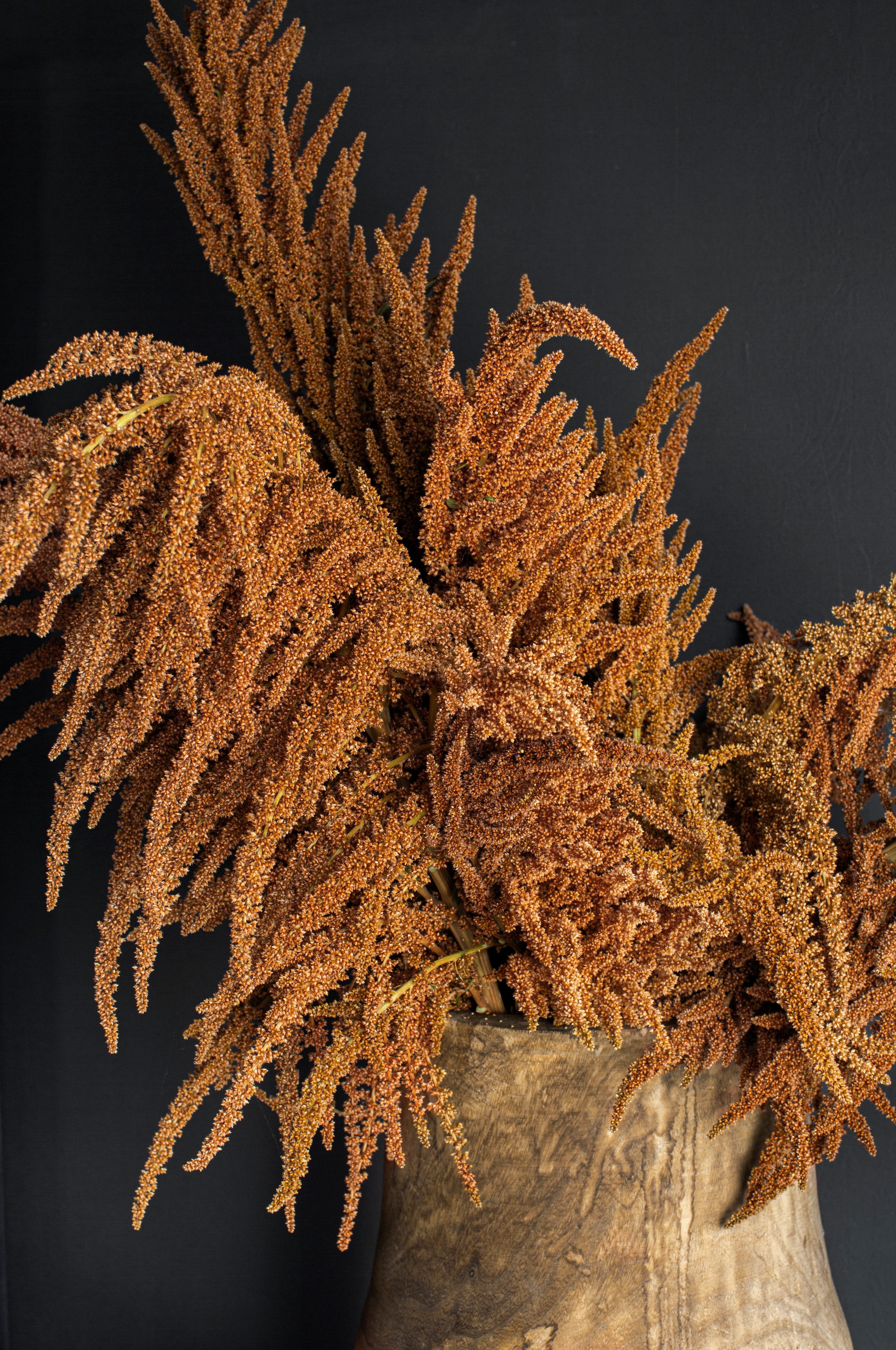 100 Pastel AUTUMNS TOUCH AMARANTHUS Cruentus Bronze Coral Apricot Flower Seeds - Image 9