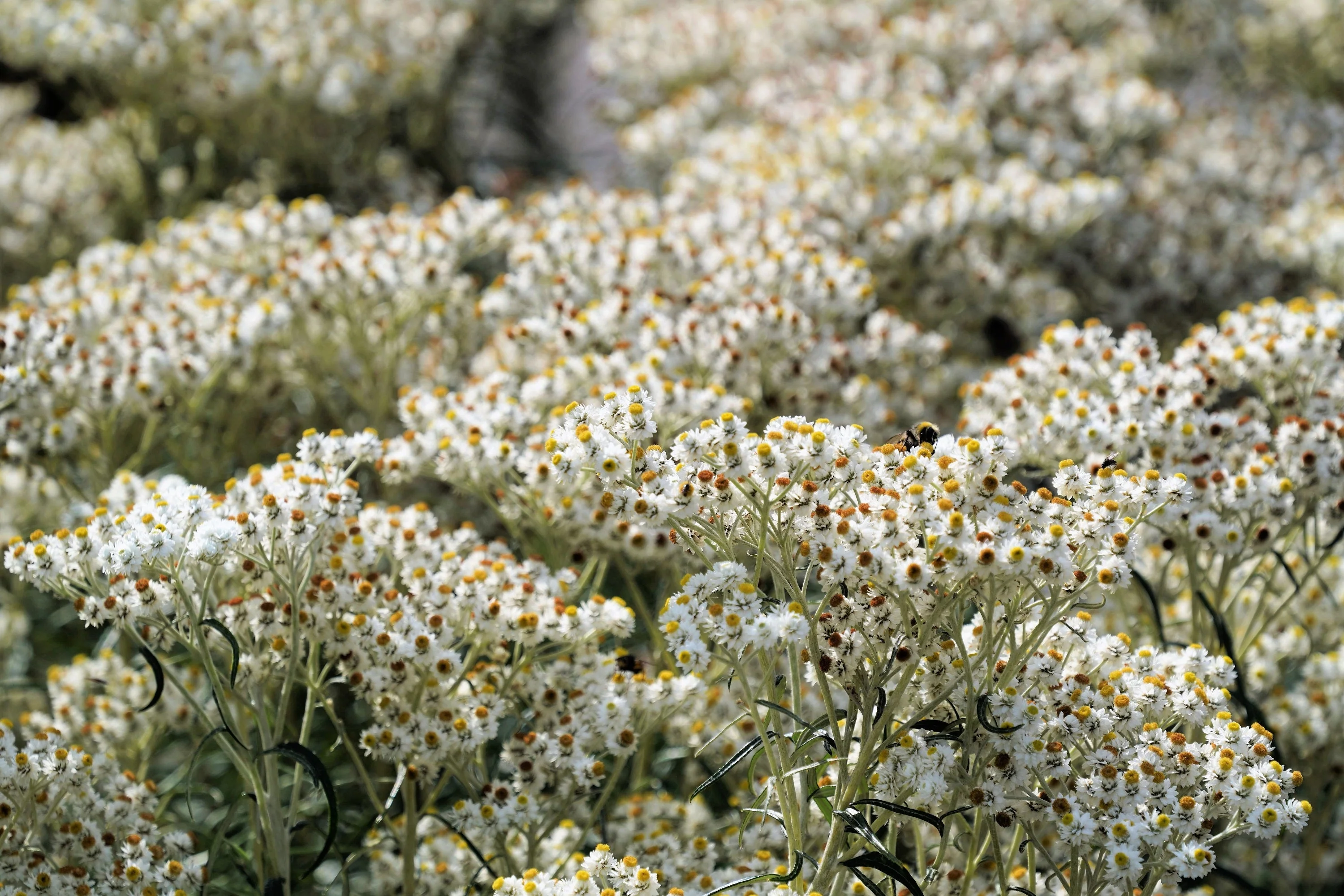 100 PEARLY EVERLASTING Anaphalis Margaritacea Fragrant Butterfly Flower Seeds - Image 6