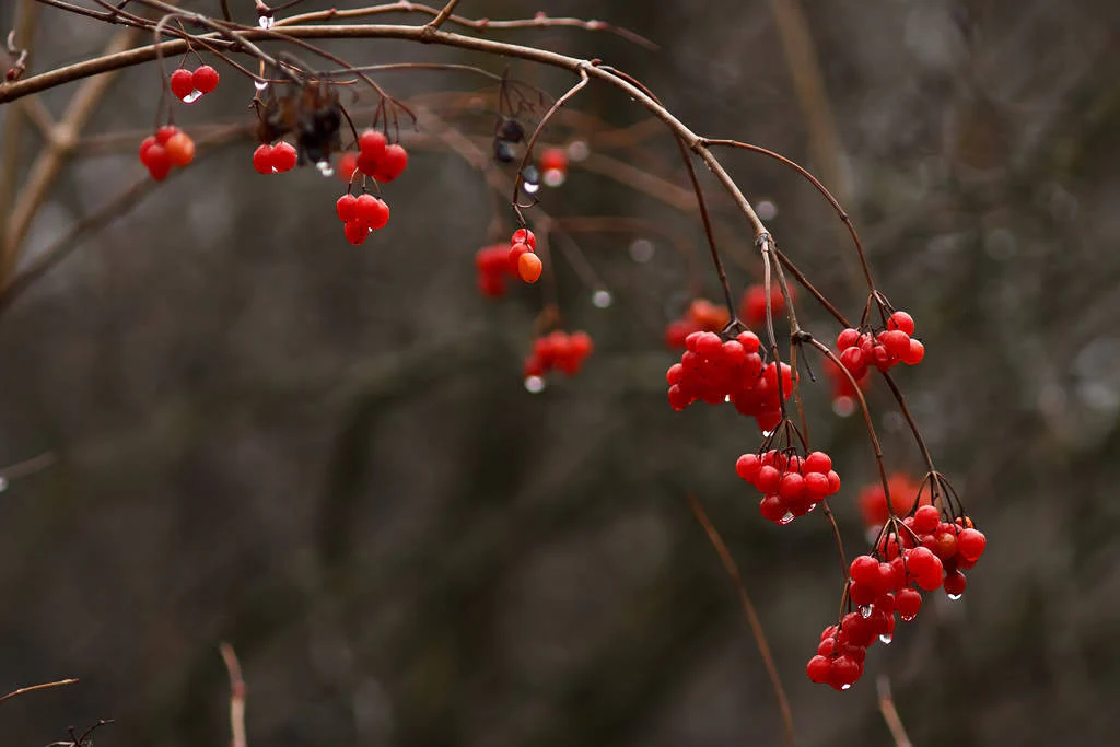 100 Perennial CRANBERRY American Vaccinium Macrocarpon Red Fruit Bush Seeds - Image 2