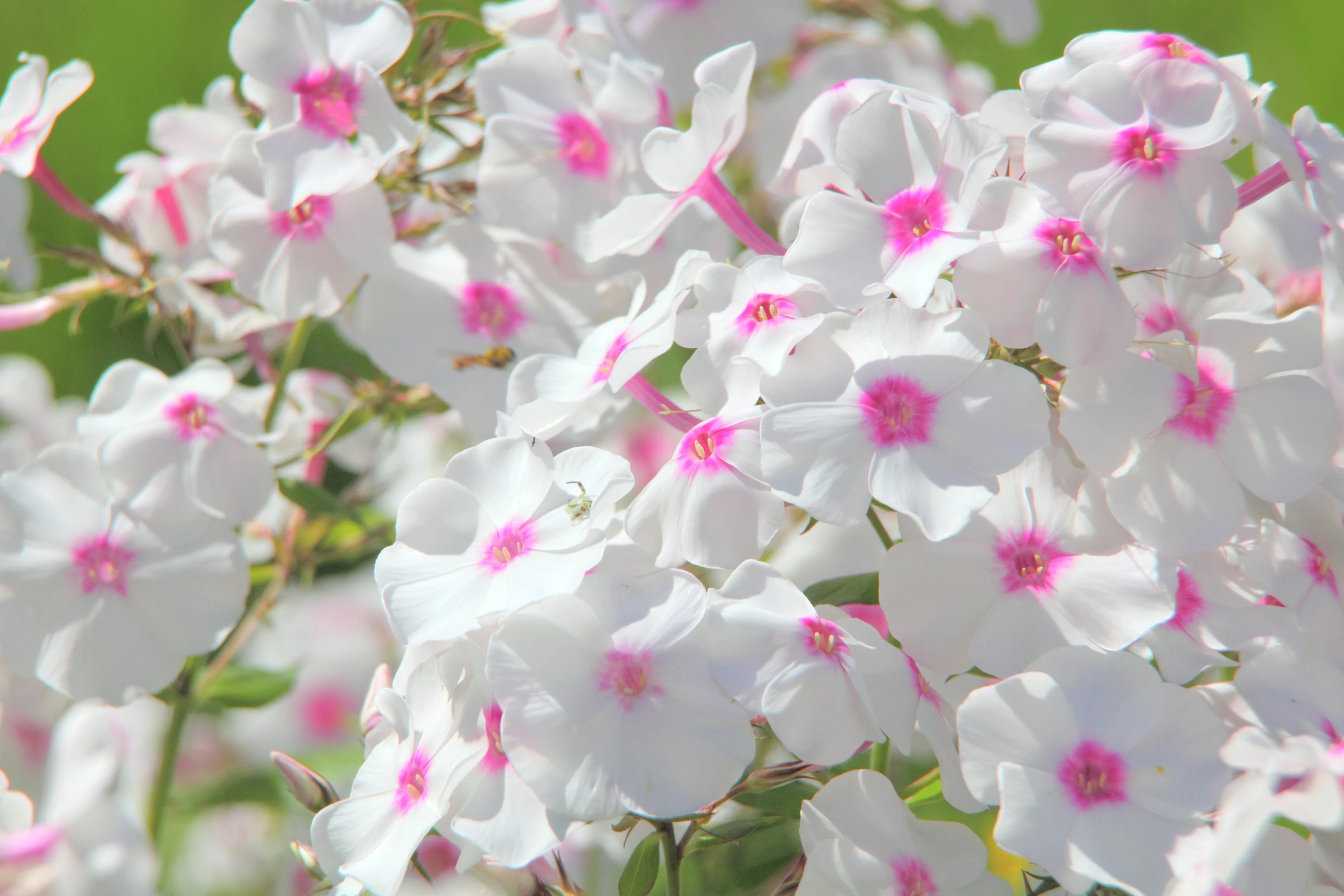 100 PHLOX OF SHEEP Pastel Mix Phlox Drummondii Multicolor Flower Seeds - Image 5