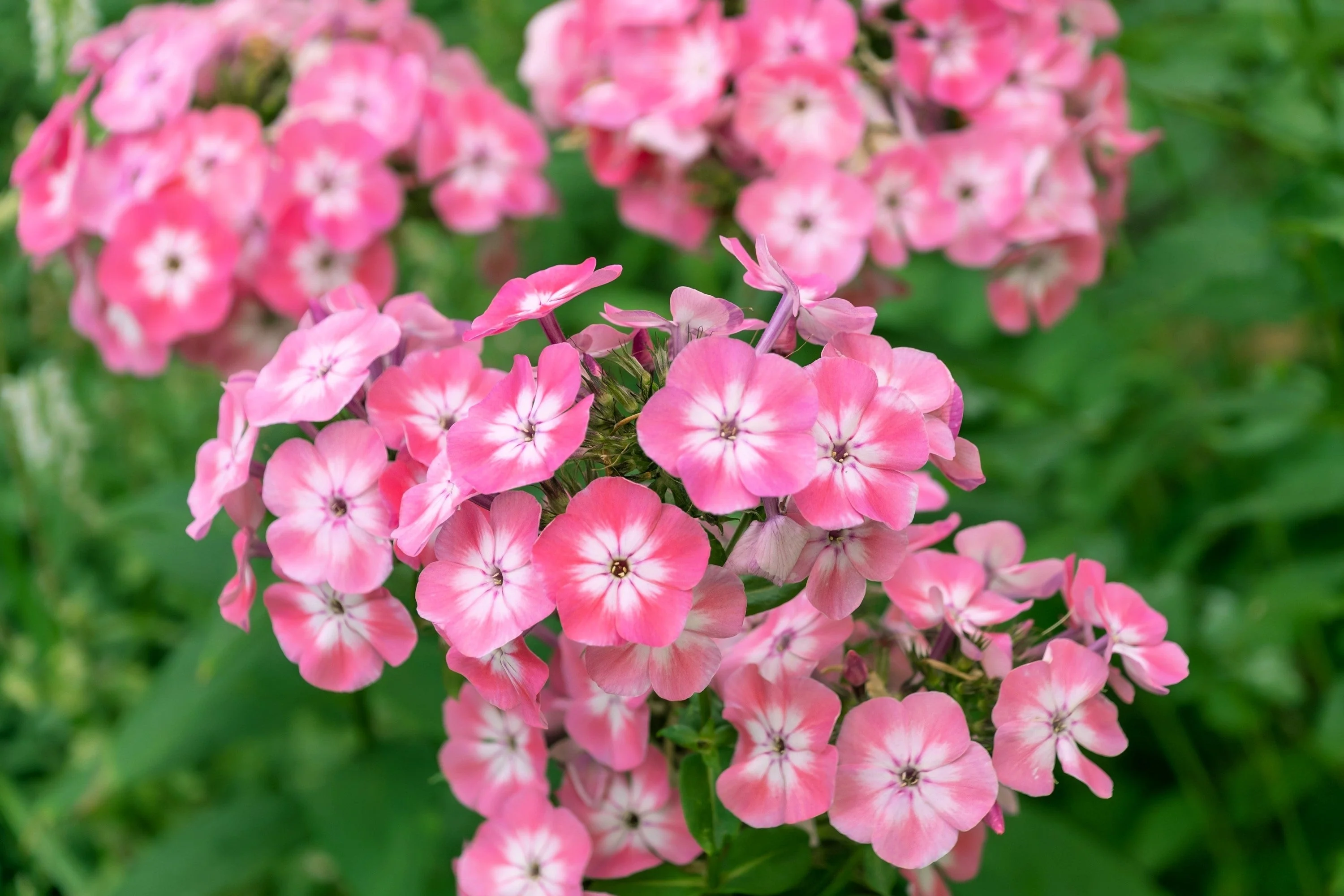 100 PHLOX OF SHEEP Pastel Mix Phlox Drummondii Multicolor Flower Seeds - Image 6