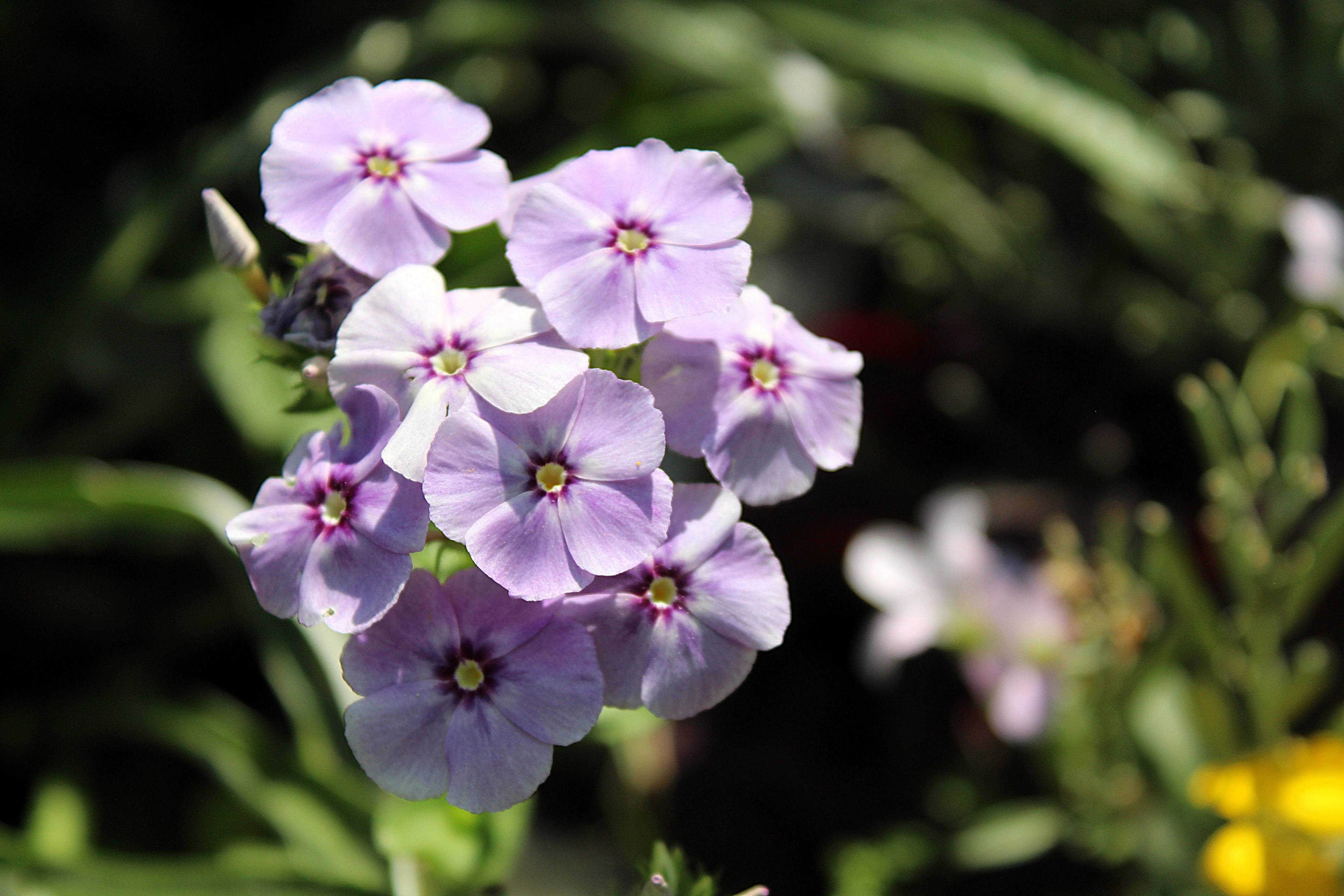100 PHLOX OF SHEEP Pastel Mix Phlox Drummondii Multicolor Flower Seeds - Image 7
