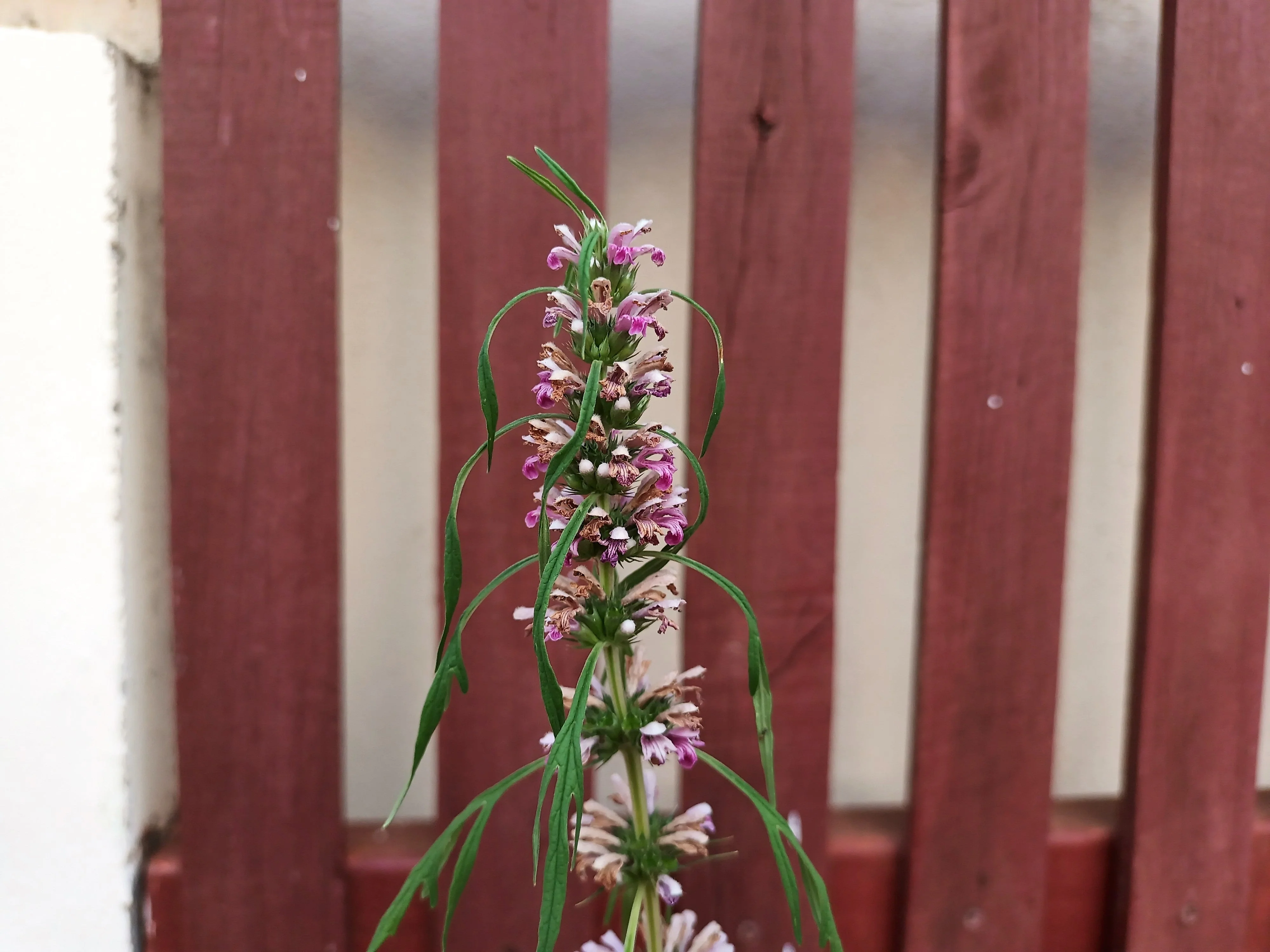 100 Pink CHINESE MOTHERWORT Leonurus Japonicus Siberian Honey Herb Flower Seeds - Image 4