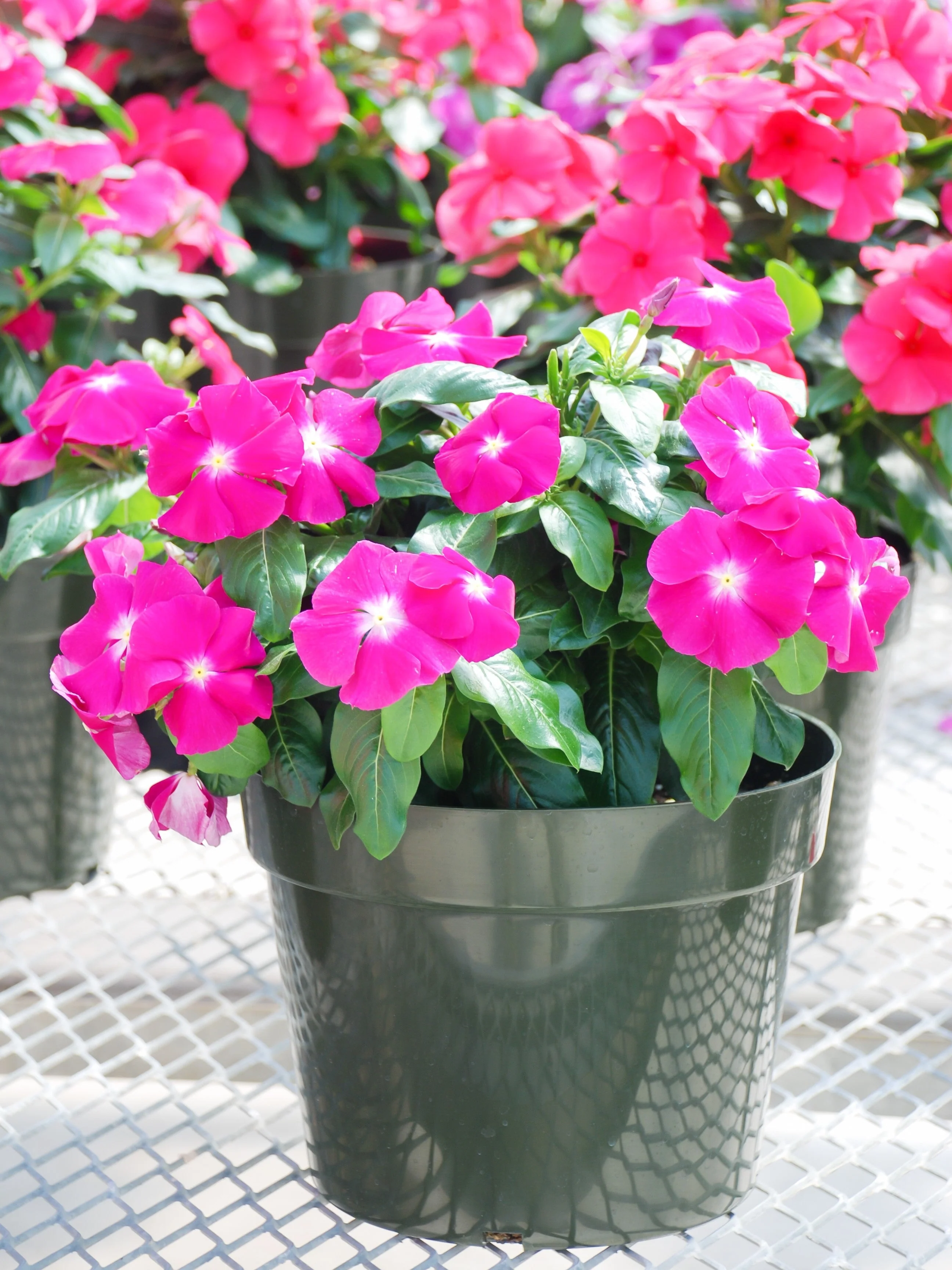 100 Pink DWARF ROSE PERIWINKLE / Vinca Rosea Flower Seeds - Image 3