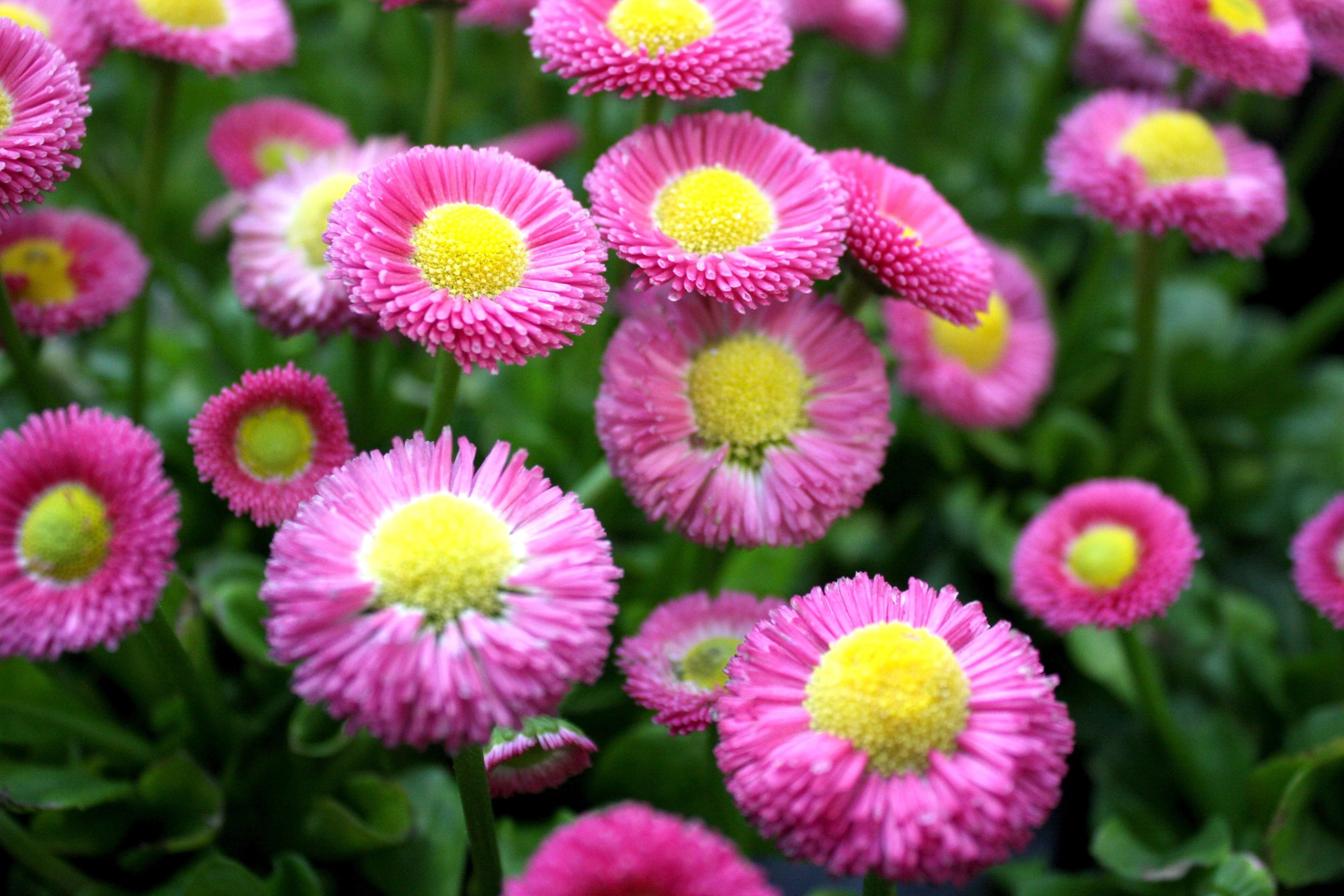 100 PINK ENGLISH DAISY Bellis Perennis Tasso Pink Double Flower Seeds - Image 3