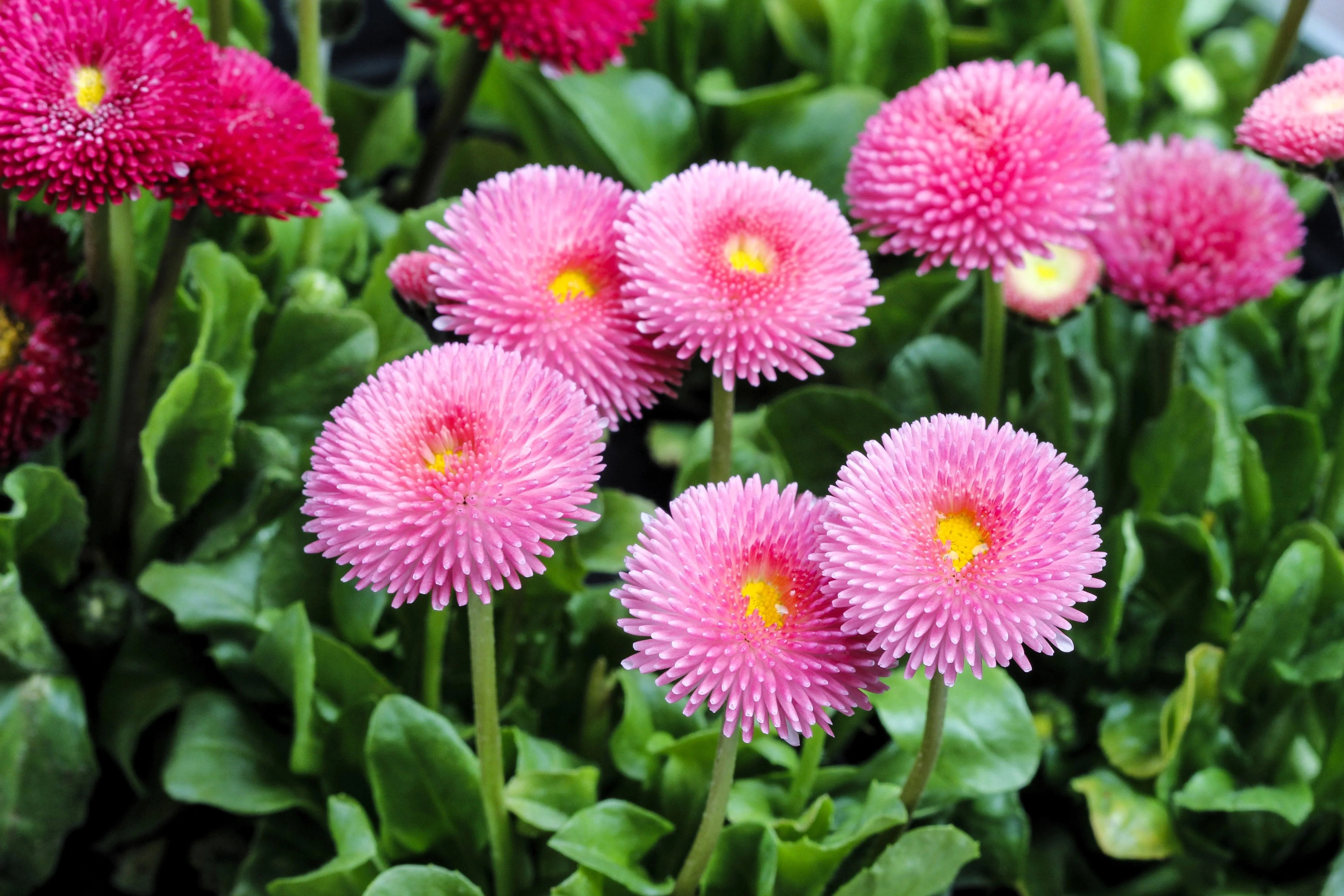 100 PINK ENGLISH DAISY Bellis Perennis Tasso Pink Double Flower Seeds - Image 9