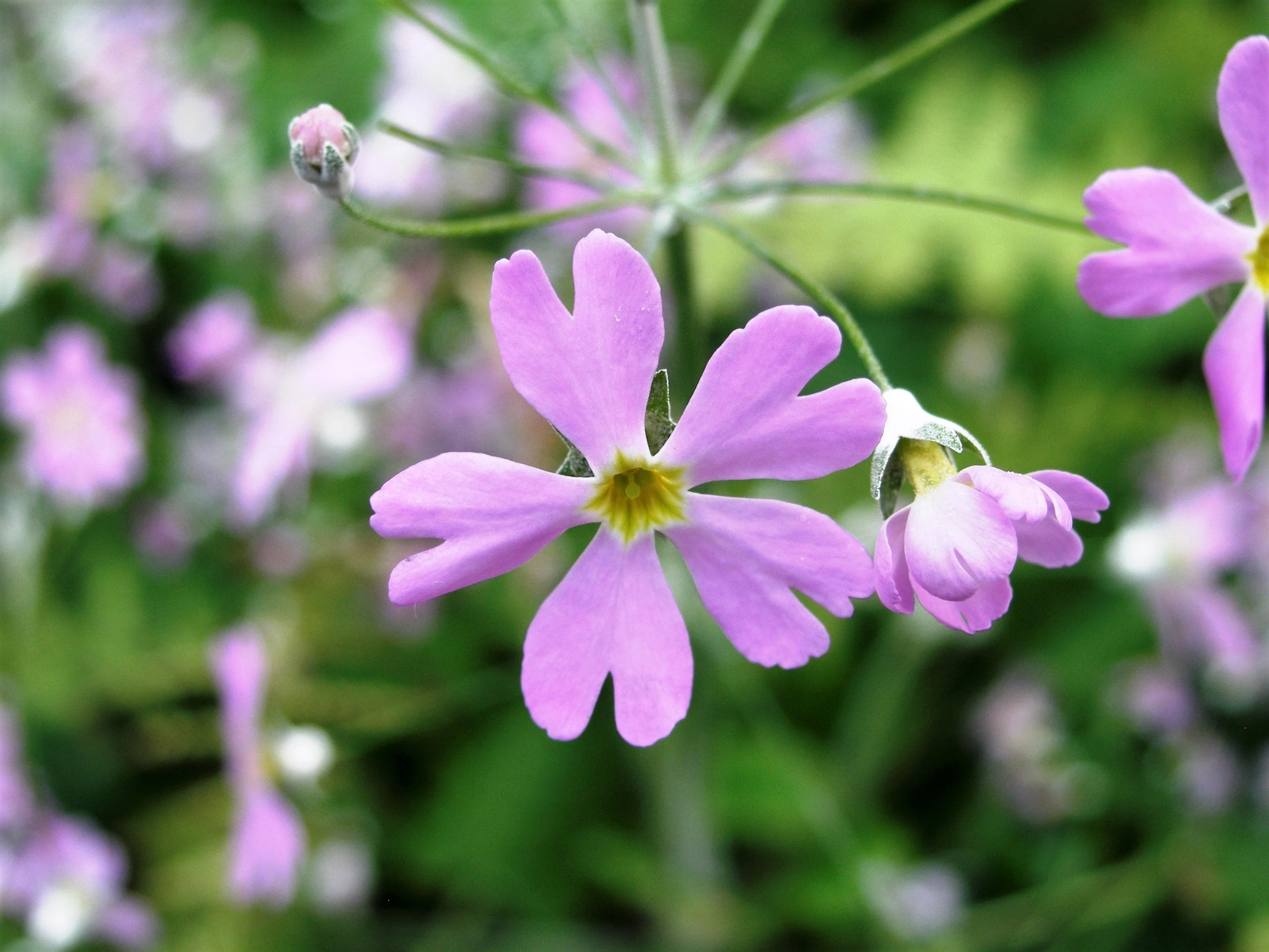 100 PINK FAIRY PRIMROSE Primula Malacoides Baby Primrose Shade Houseplant Flower Seeds - Image 3