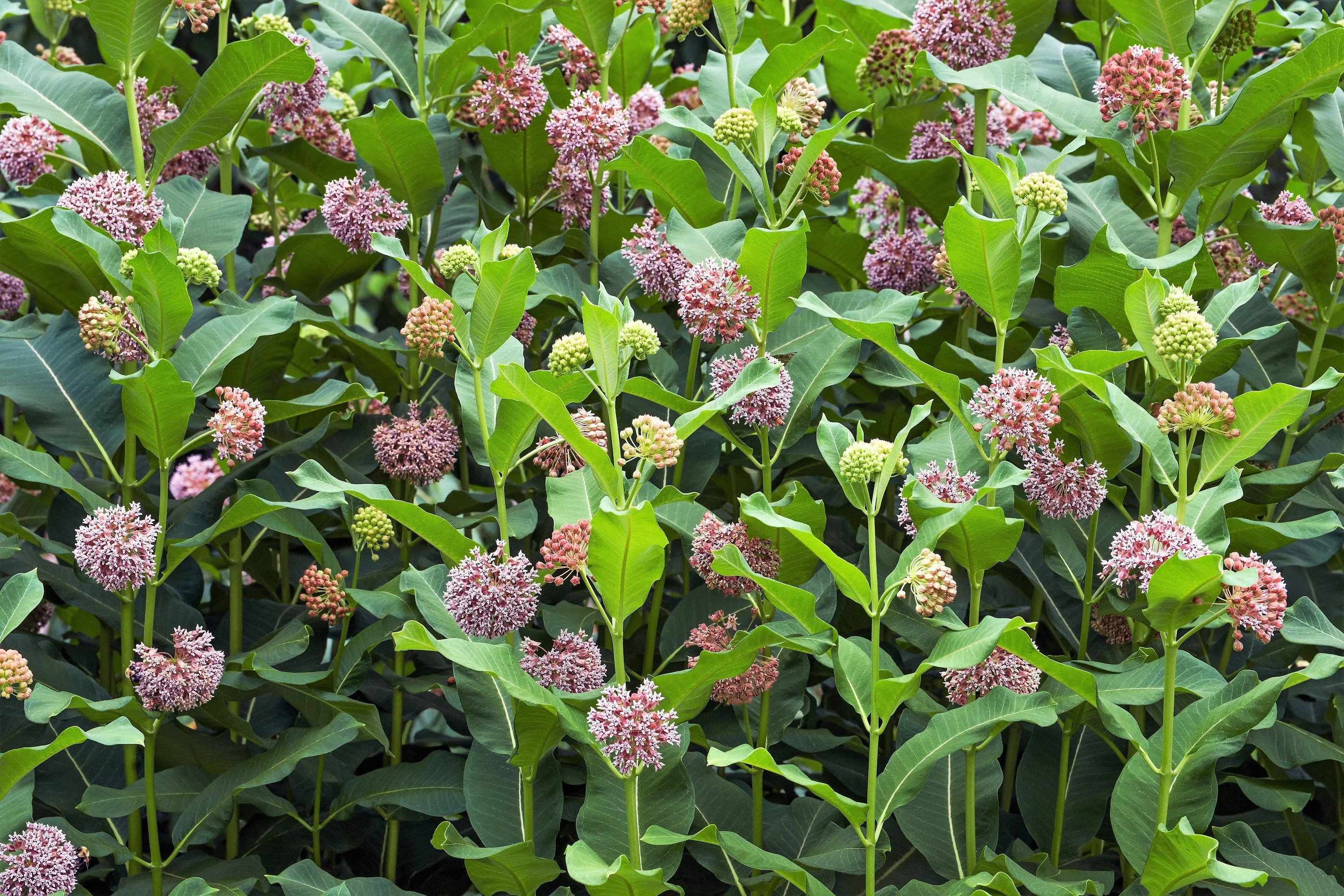 100 PINK MILKWEED Common Asclepias Syriaca Monarch Flower Seeds - Image 11