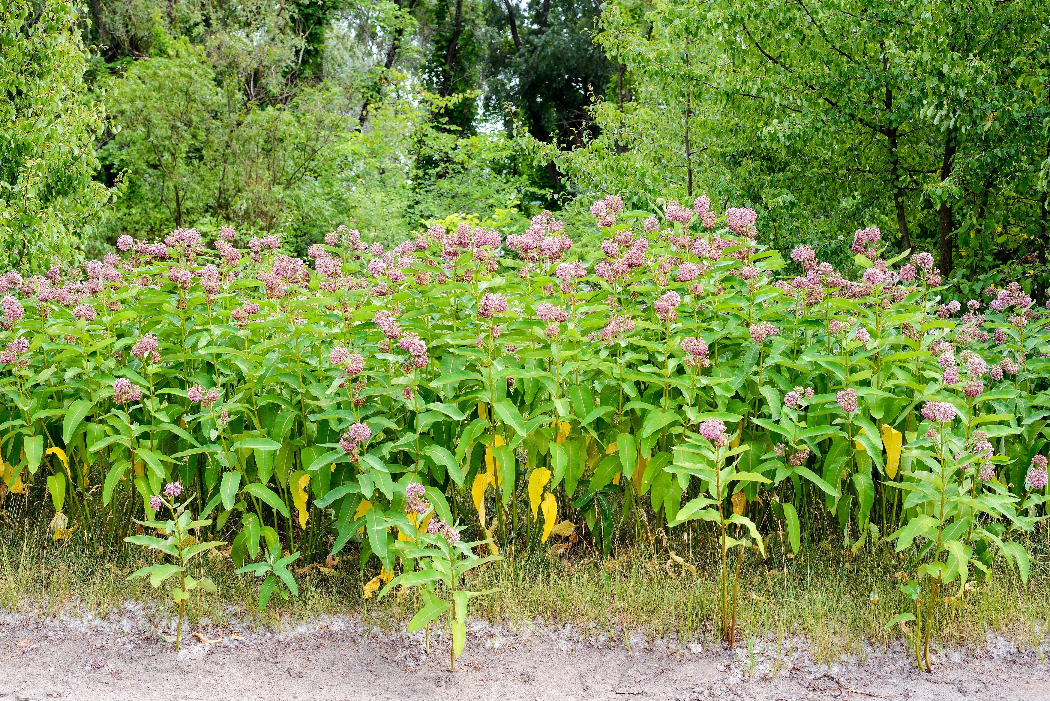 100 PINK MILKWEED Common Asclepias Syriaca Monarch Flower Seeds - Image 8