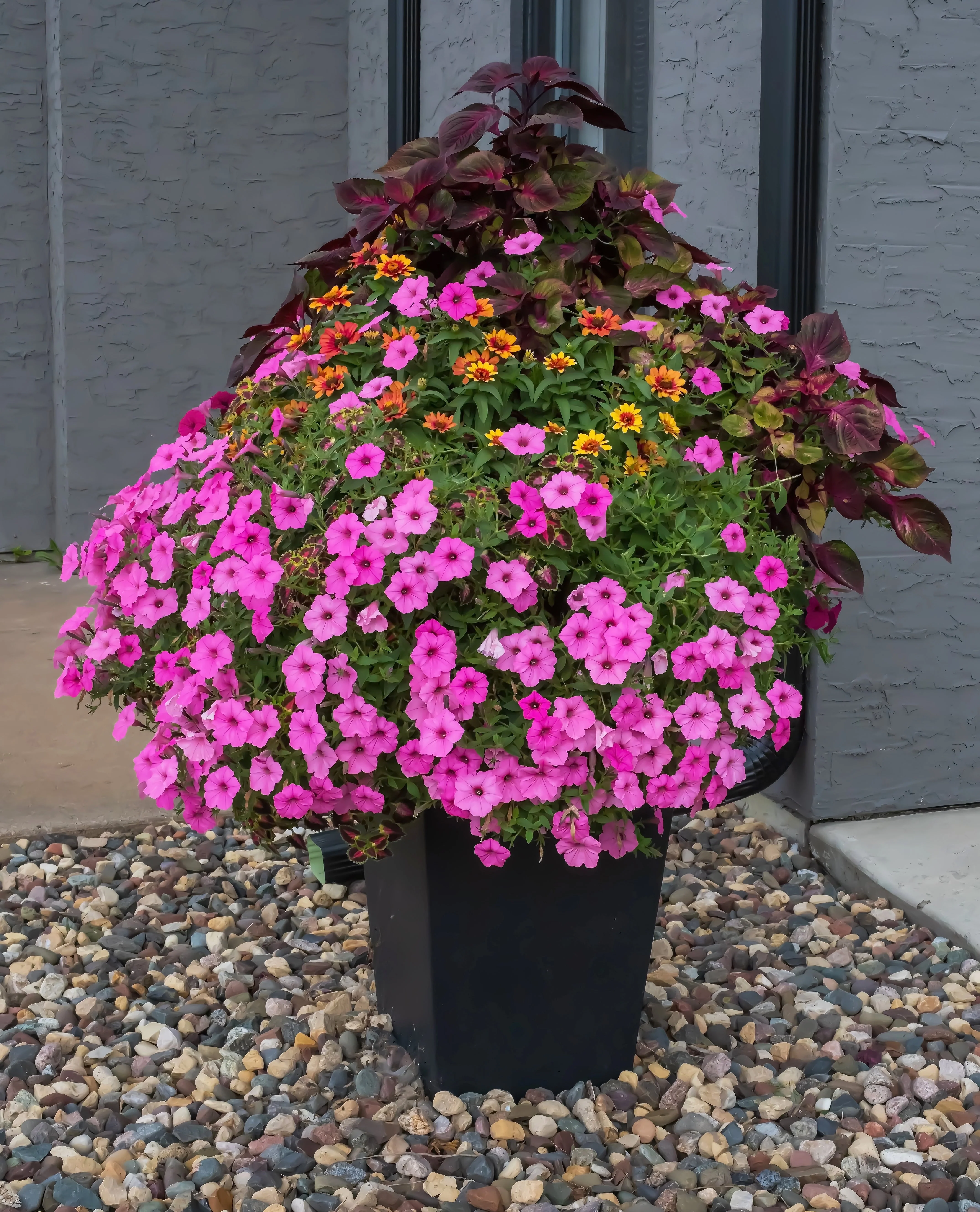 100 PINK PETUNIA Hybrida Pollinator Garden Container Flower Seeds - Image 10