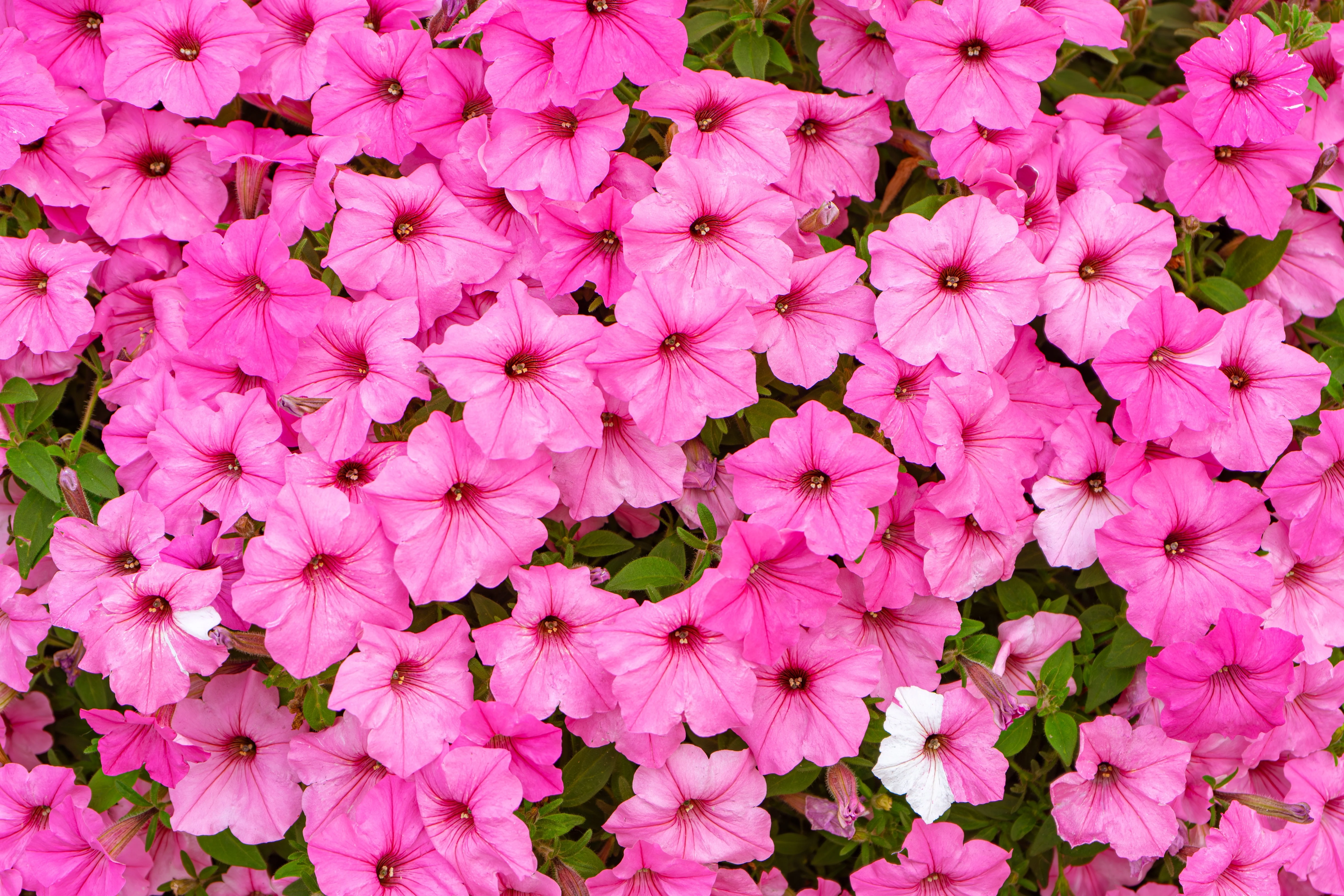 100 PINK PETUNIA Hybrida Pollinator Garden Container Flower Seeds - Image 2