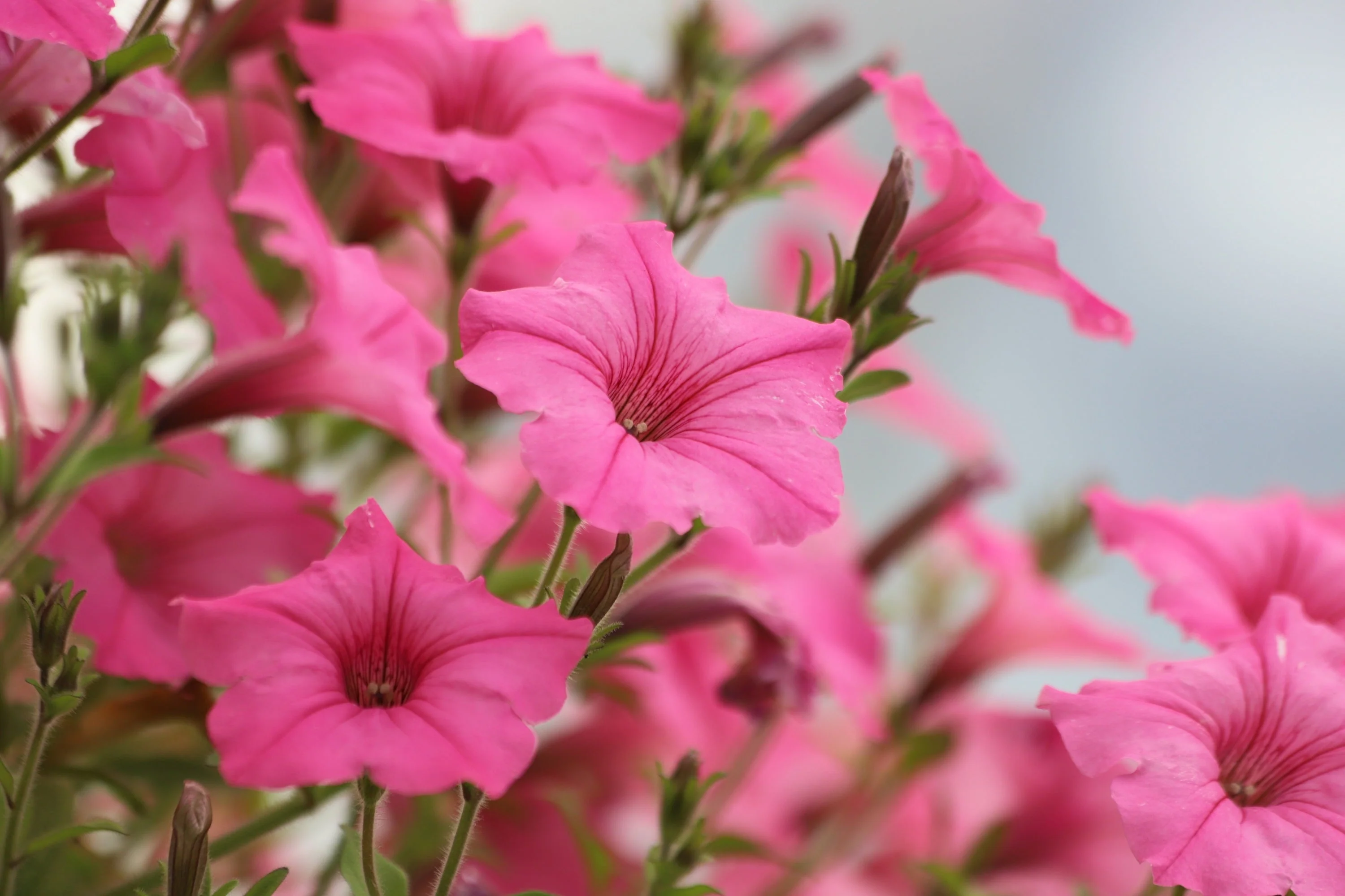 100 PINK PETUNIA Hybrida Pollinator Garden Container Flower Seeds - Image 7