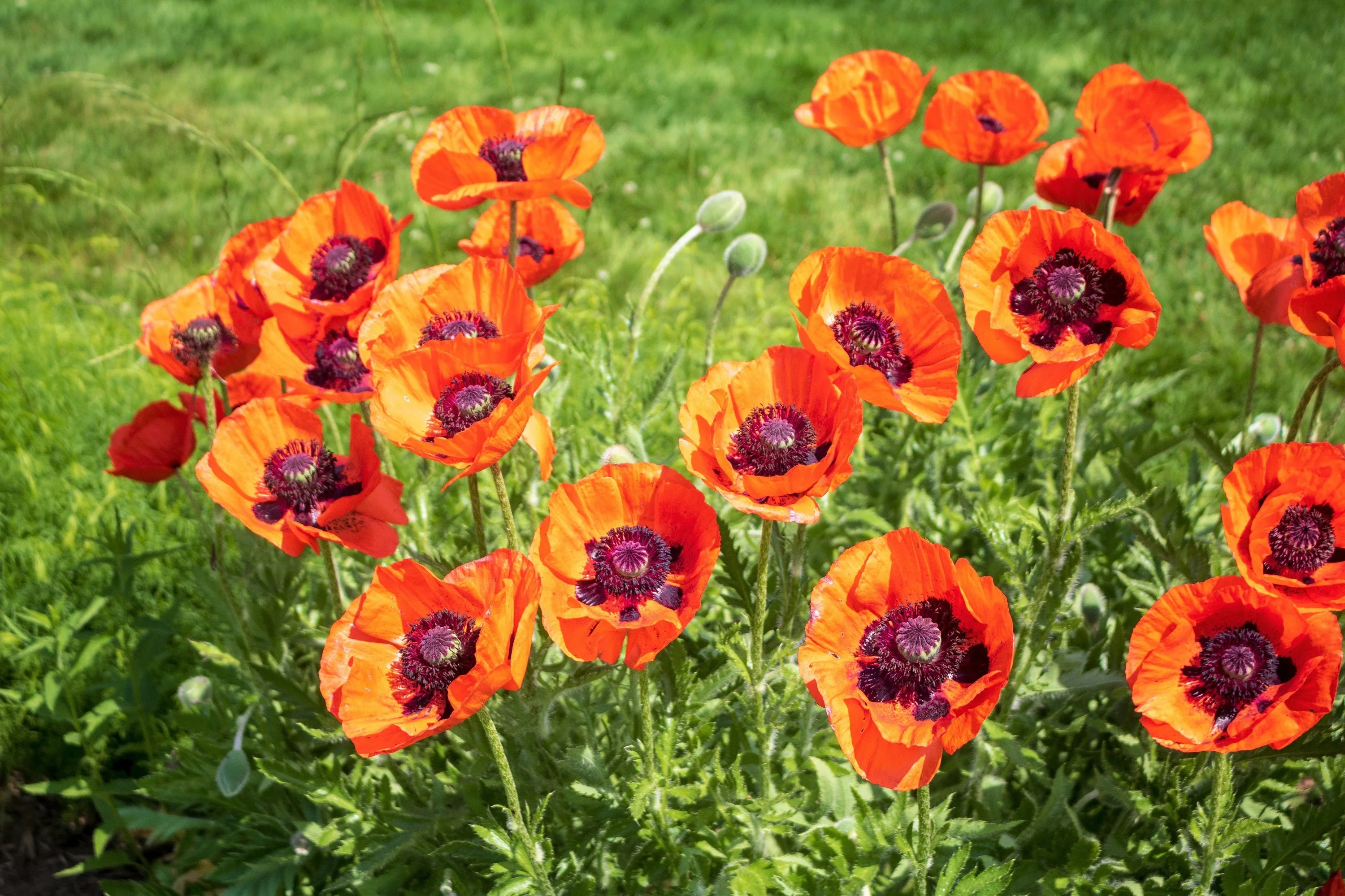 100 PRINCE of ORANGE POPPY Oriental Poppy Papaver Orientale Perennial Flower Seeds - Image 4