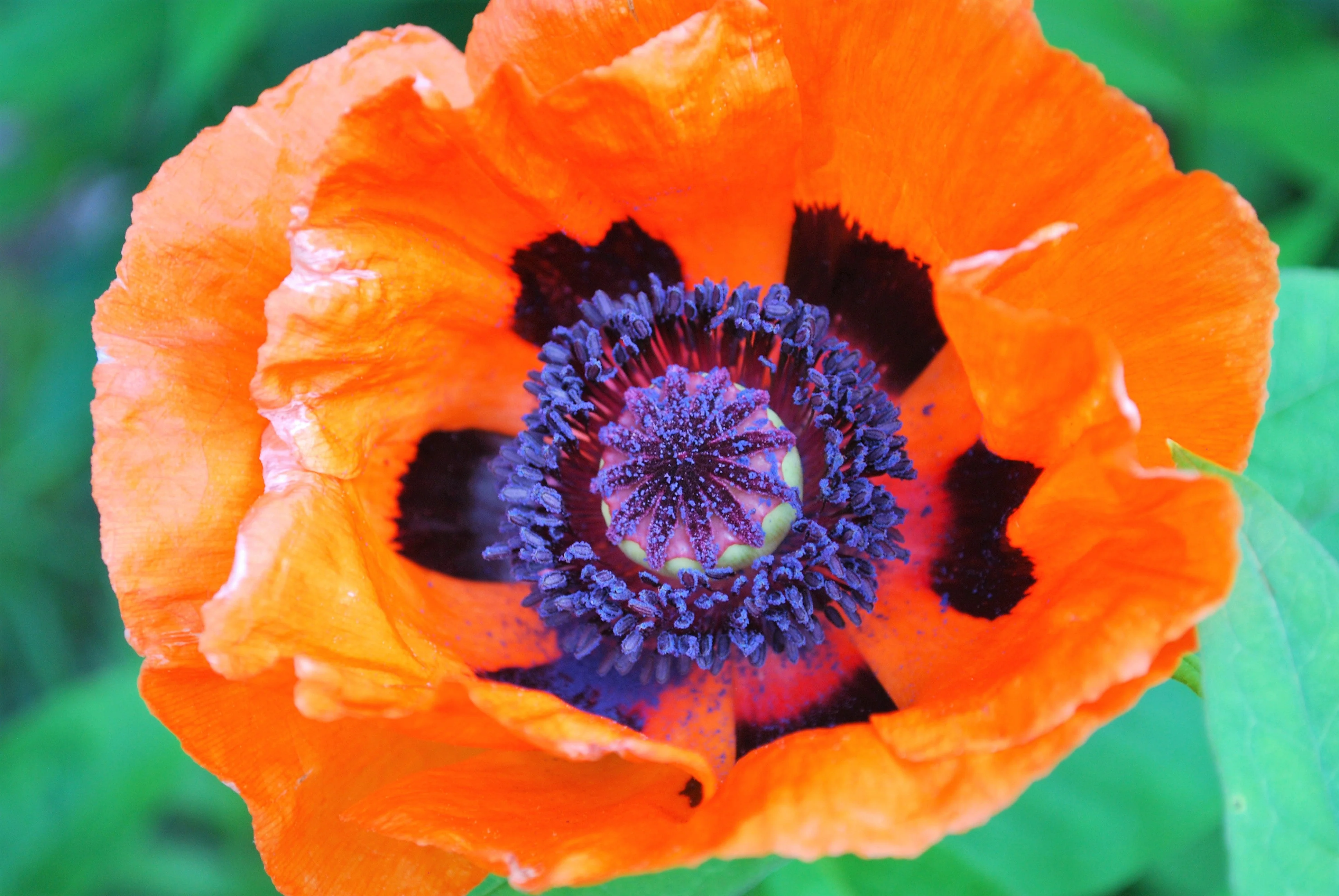 100 PRINCE of ORANGE POPPY Oriental Poppy Papaver Orientale Perennial Flower Seeds - Image 7