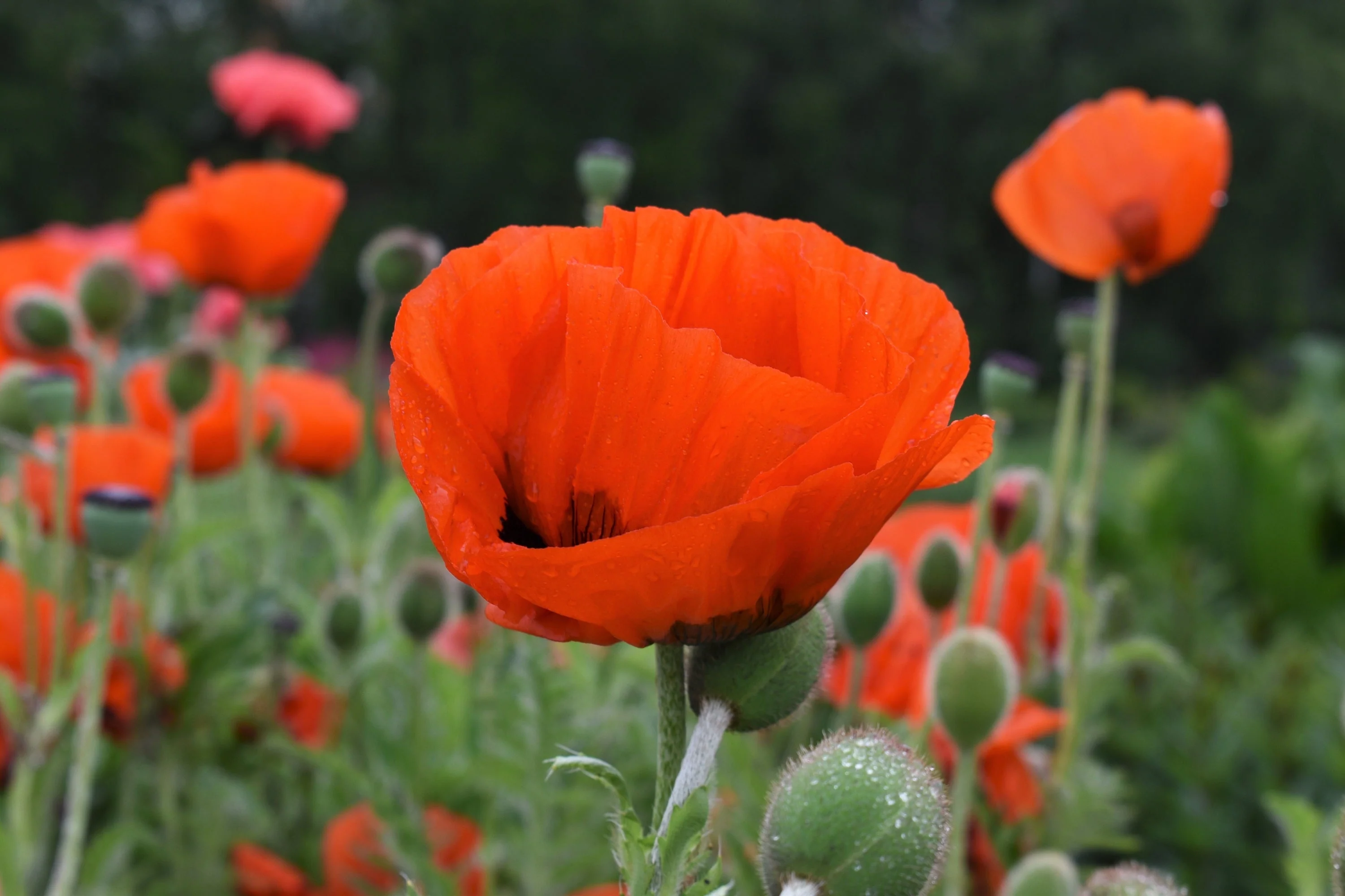100 PRINCE of ORANGE POPPY Oriental Poppy Papaver Orientale Perennial Flower Seeds - Image 8