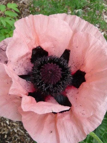 100 Princess Victoria Louise ORIENTAL POPPY Papaver Orientale Flower Seeds - Image 4