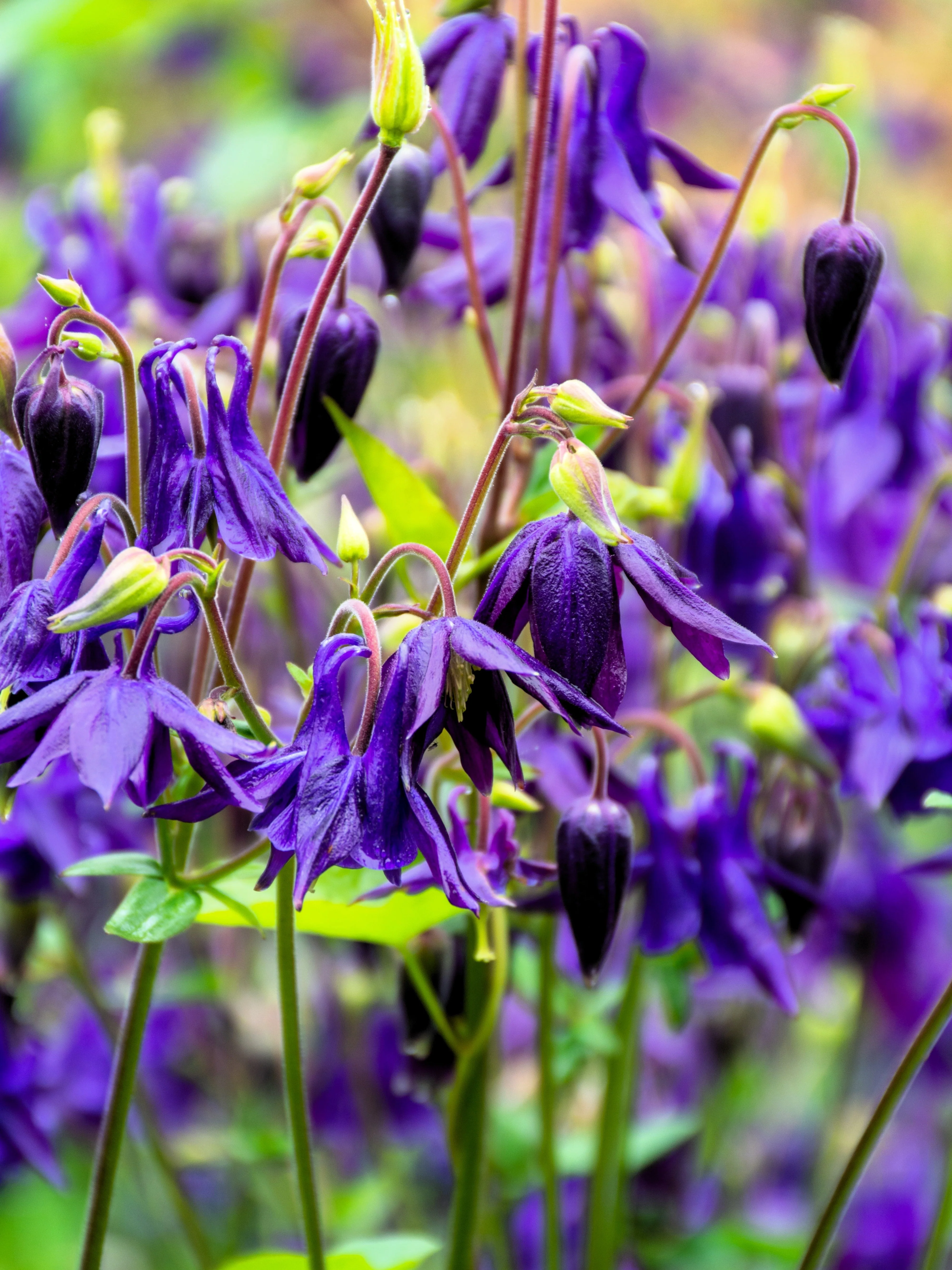 100 PURPLE COLUMBINE Aquilegia Vulgaris Flower Seeds - Image 2