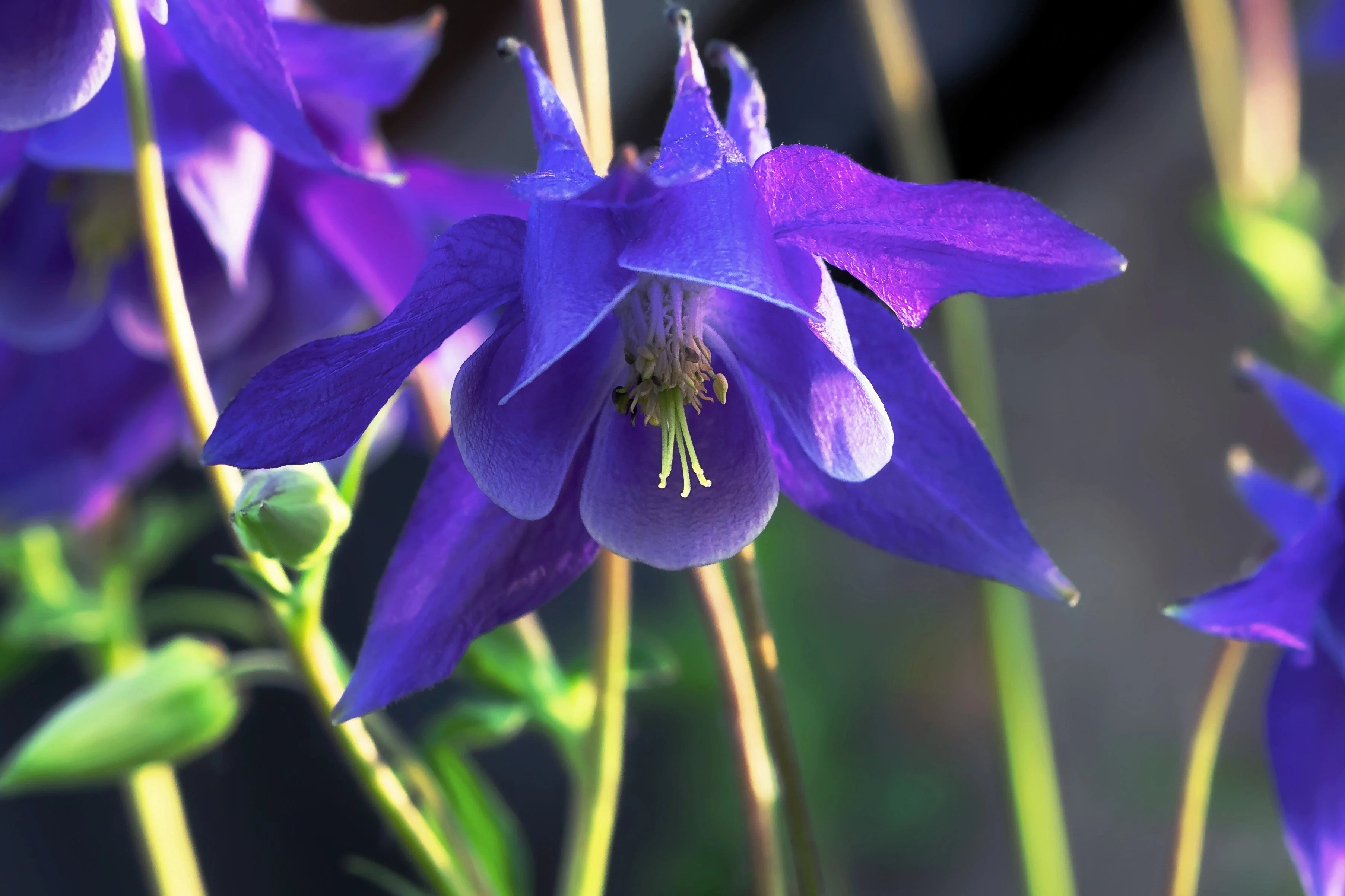 100 PURPLE COLUMBINE Aquilegia Vulgaris Flower Seeds - Image 4