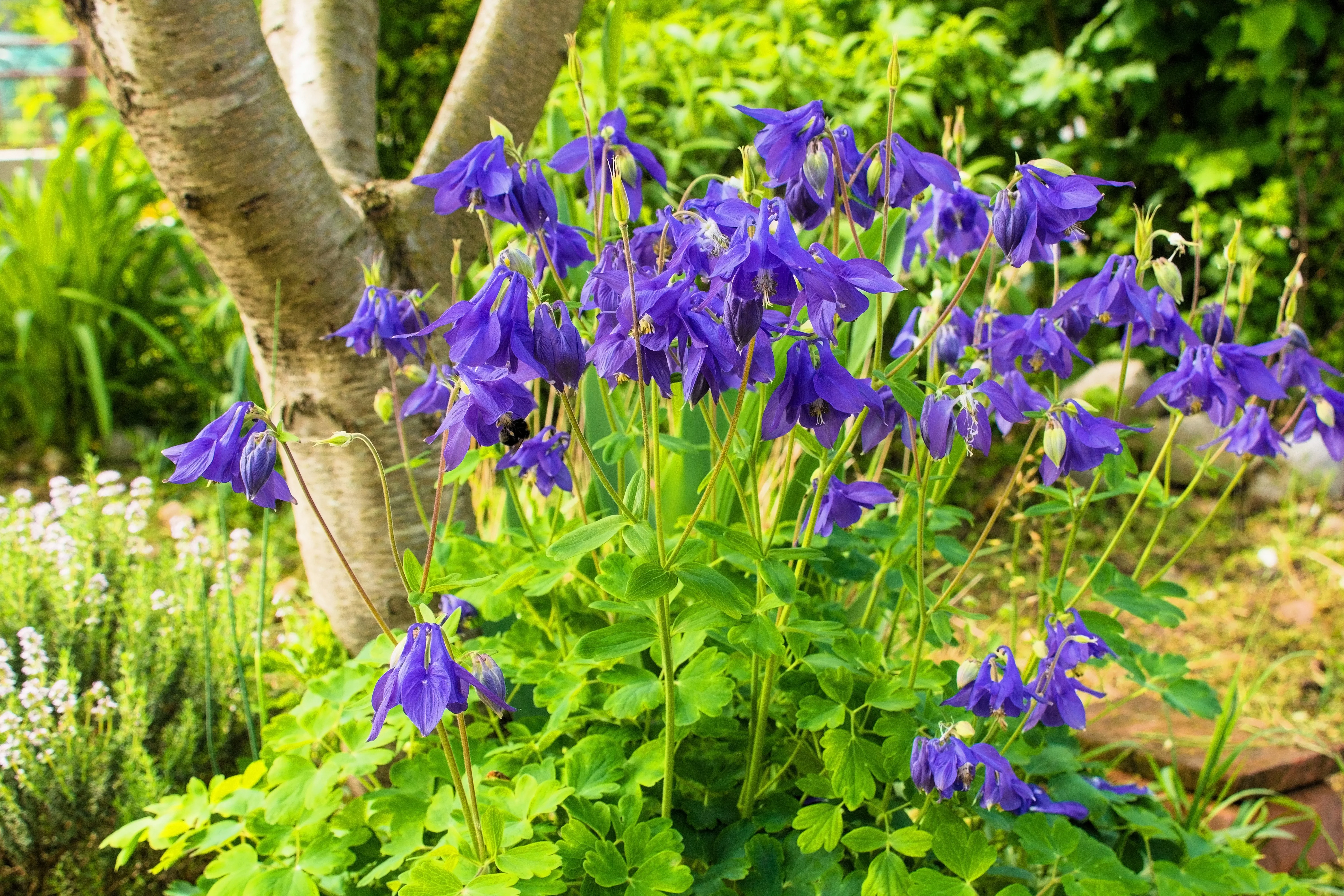 100 PURPLE COLUMBINE Aquilegia Vulgaris Flower Seeds - Image 9