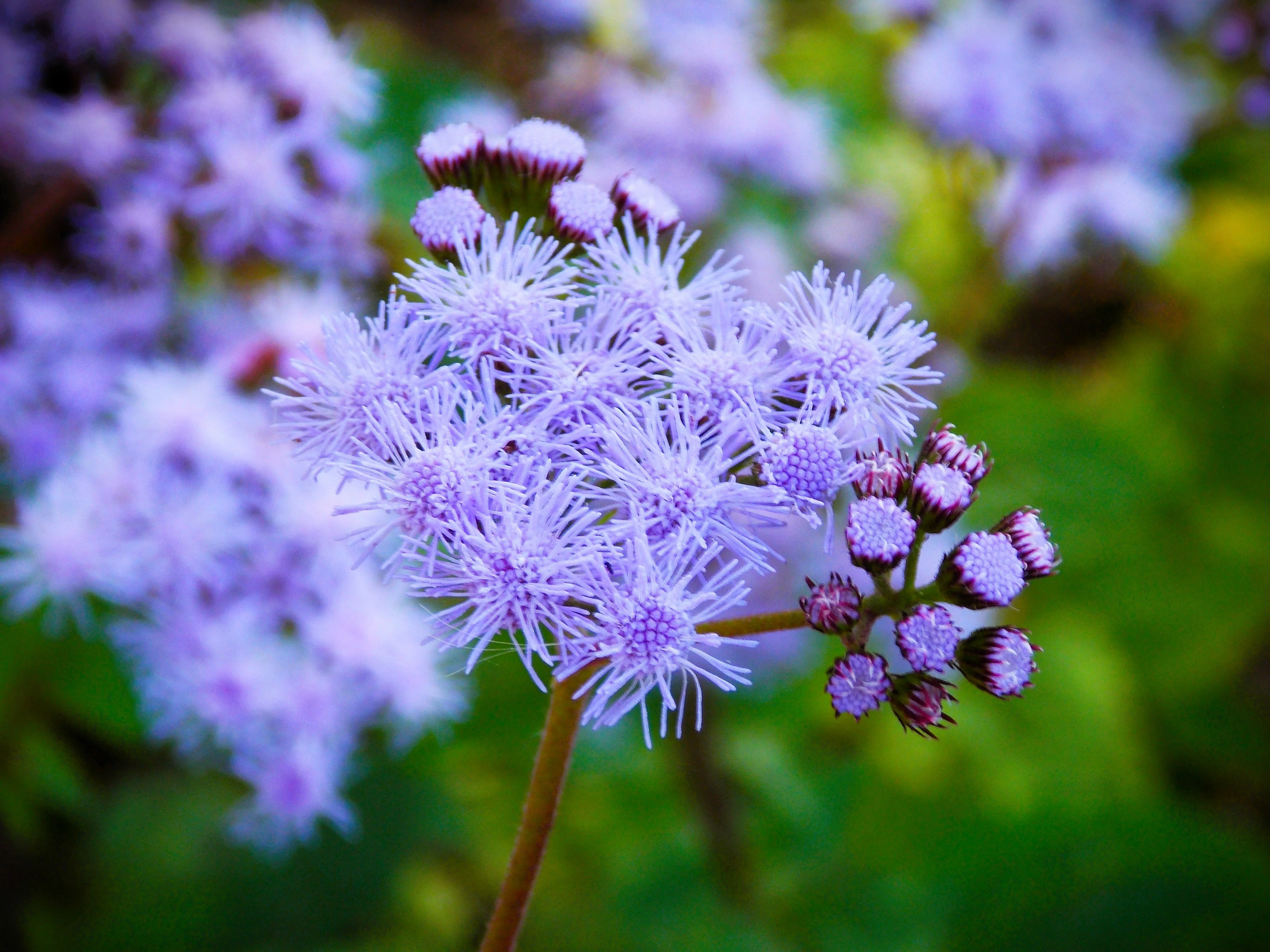100 PURPLE MISTFLOWER (Hardy or Wild Ageratum) Eupatorium Coelestinum Blue Flower Seeds - Image 8