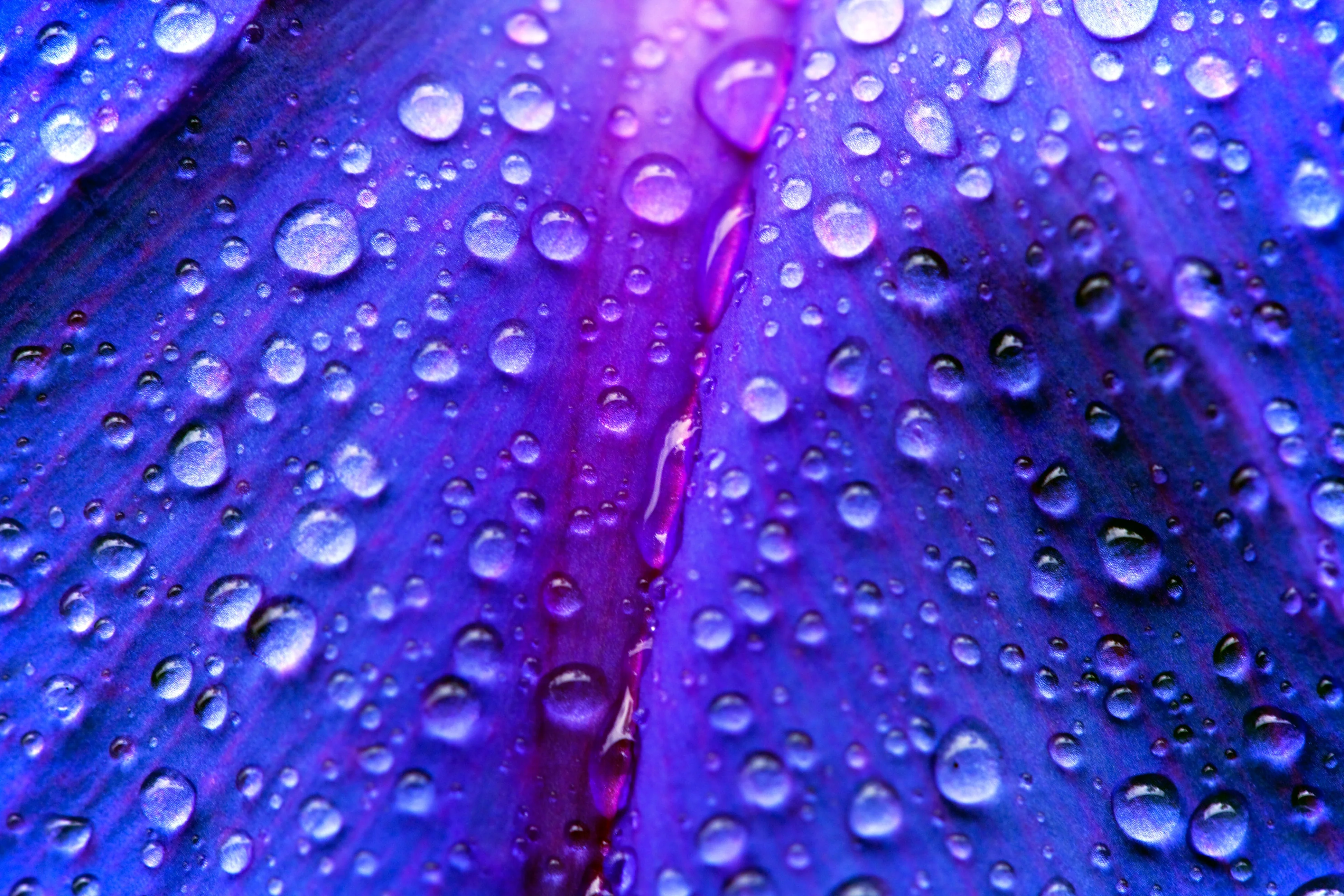 100 PURPLE MORNING GLORY Ipomoea Nil Flower Vine Seeds - Image 10