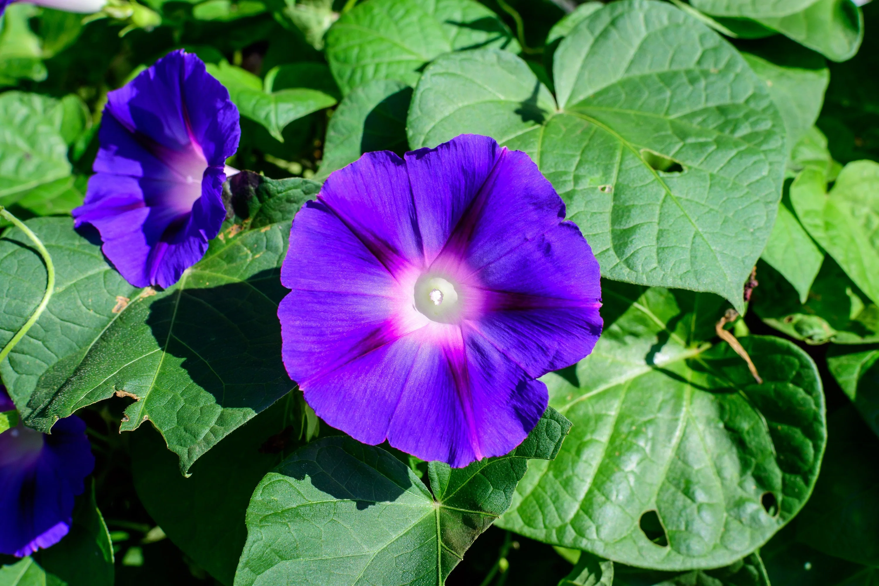 100 PURPLE MORNING GLORY Ipomoea Nil Flower Vine Seeds - Image 9