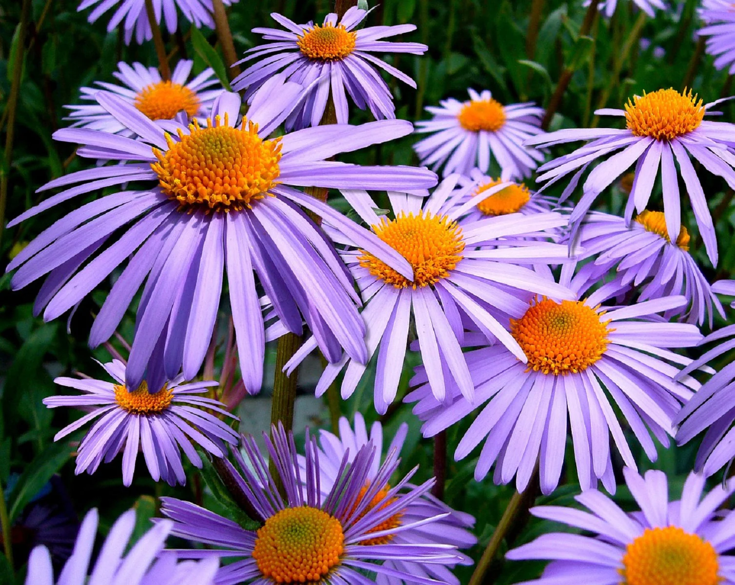 100 Purple NEW ENGLAND ASTER (Michaelmas Daisy) Aster Novae var Angliae Flower Seeds - Image 10