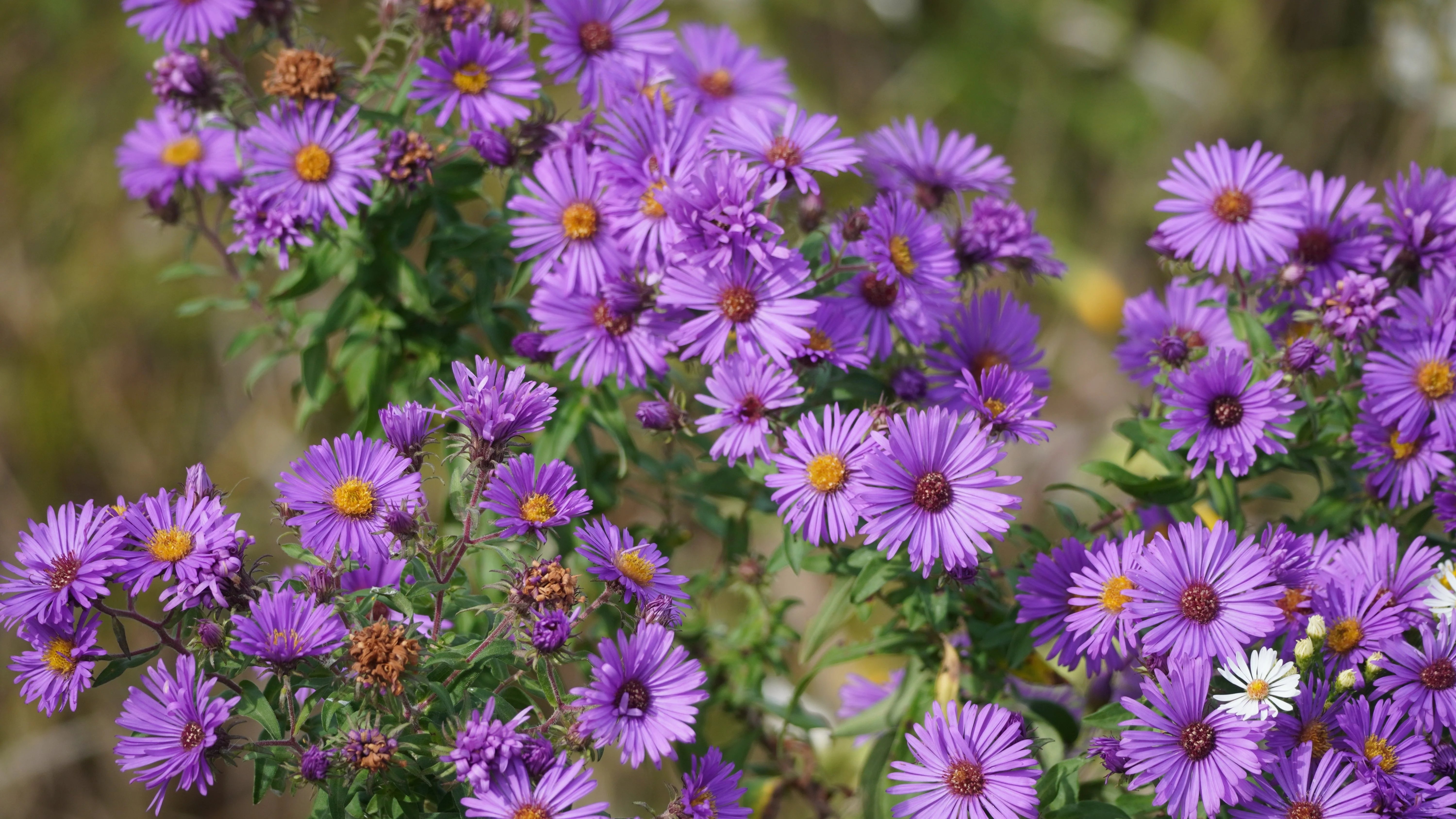 100 Purple NEW ENGLAND ASTER (Michaelmas Daisy) Aster Novae var Angliae Flower Seeds - Image 4