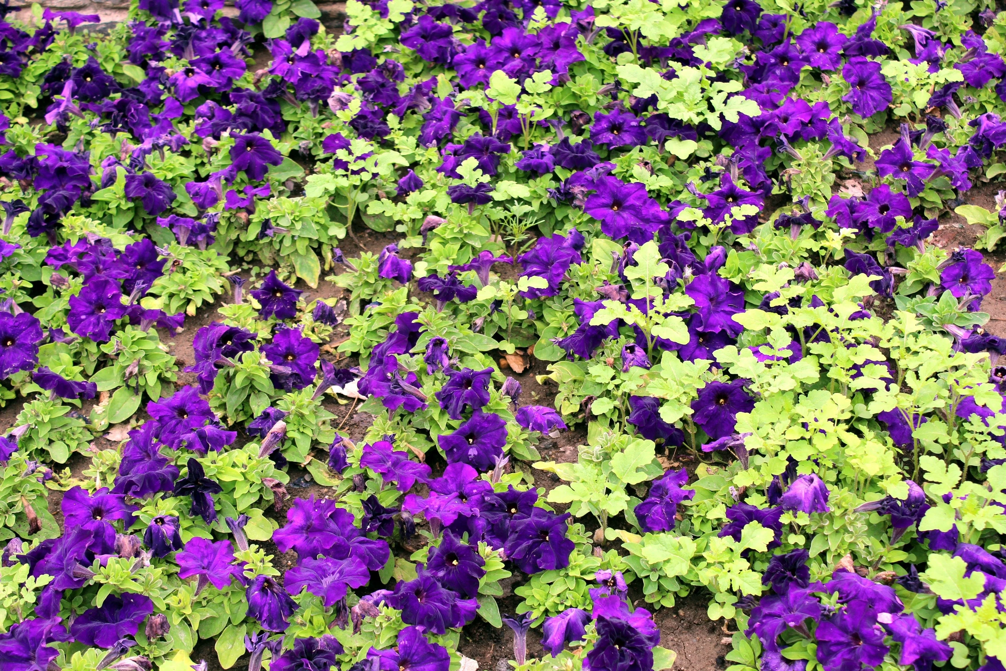 100 PURPLE PETUNIA Hybrida Pollinator Garden Container Flower Seeds - Image 5