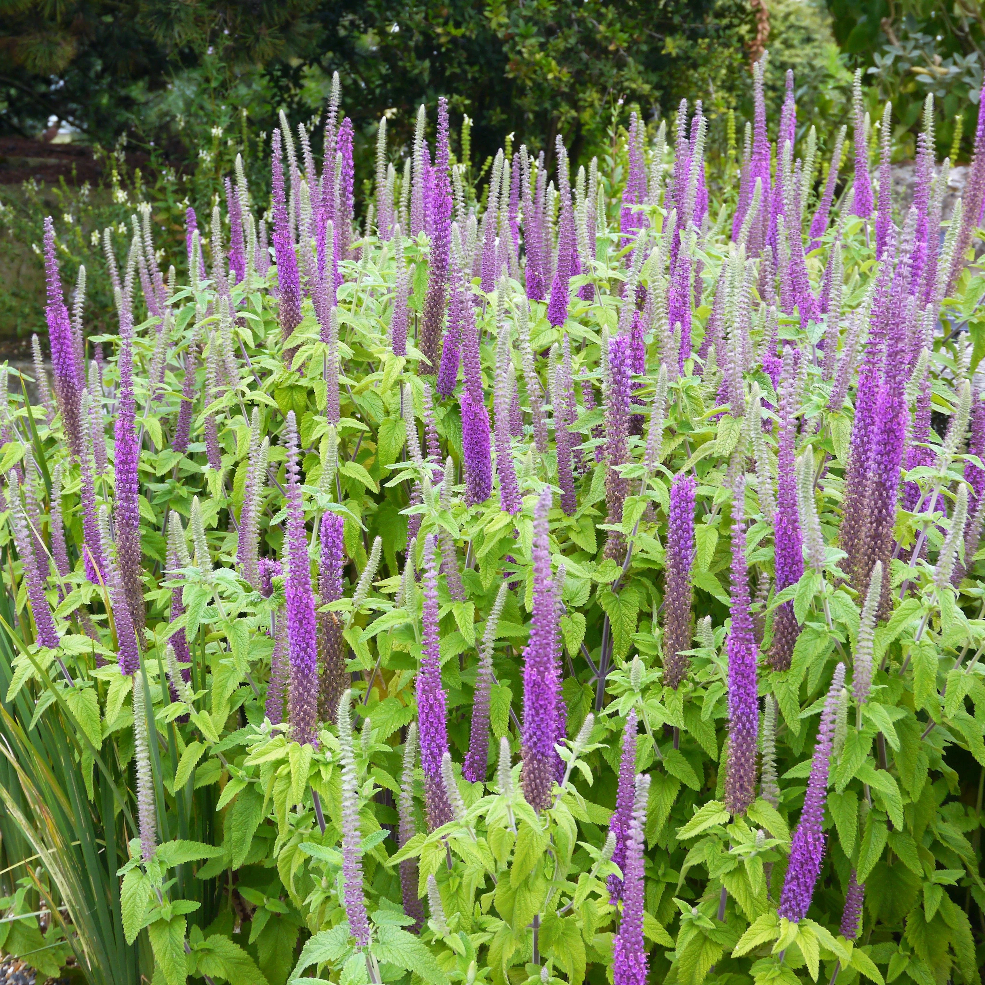 100 PURPLE TAILS WOOD SAGE Teucrium Hyrcanicum Caucasian Germander Herb Reddish Purple Flower Seeds - Image 3