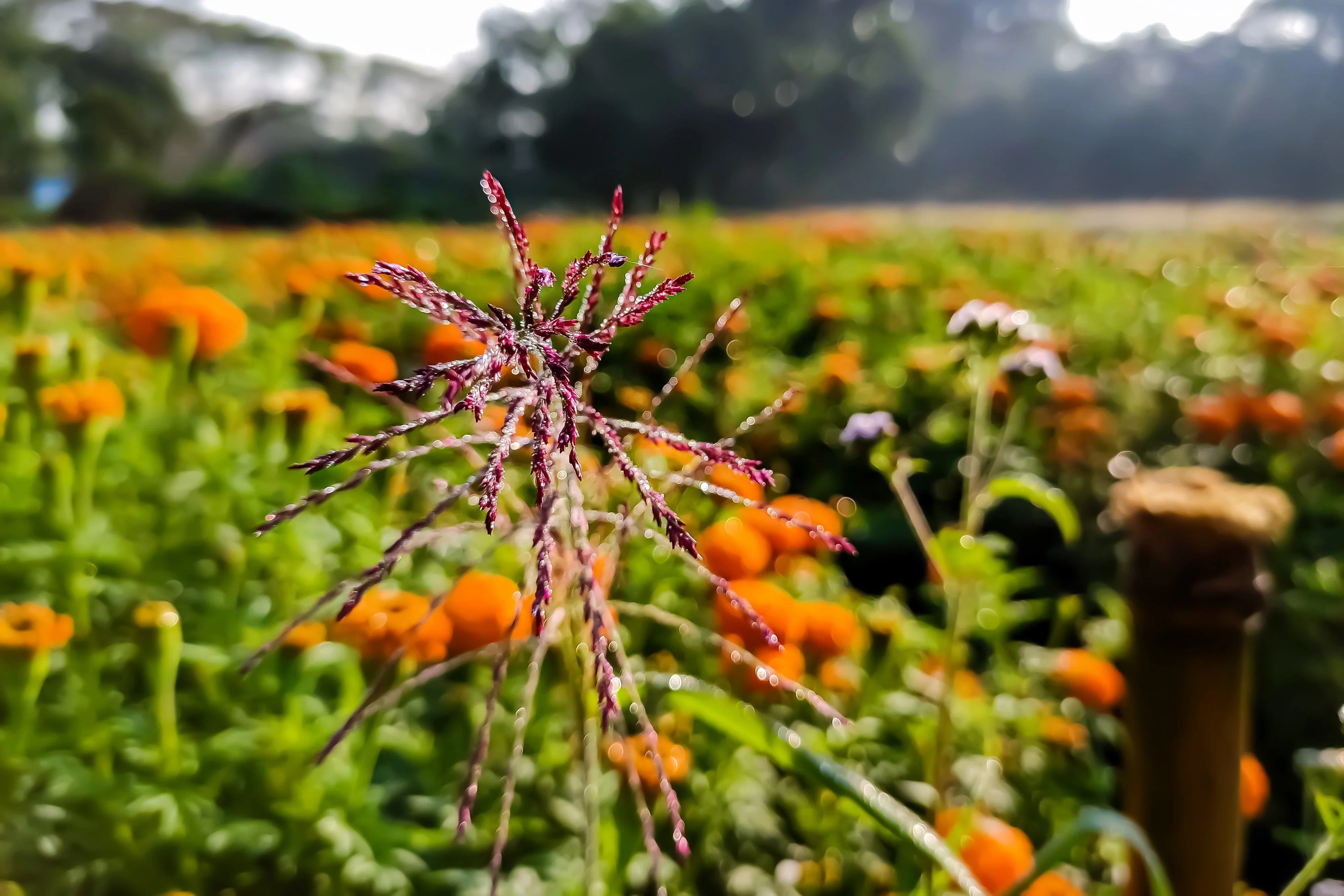 100 PURPLETOP GRASS Purple Tall Red Top Ornamental Triodia Flava Seeds - Image 3