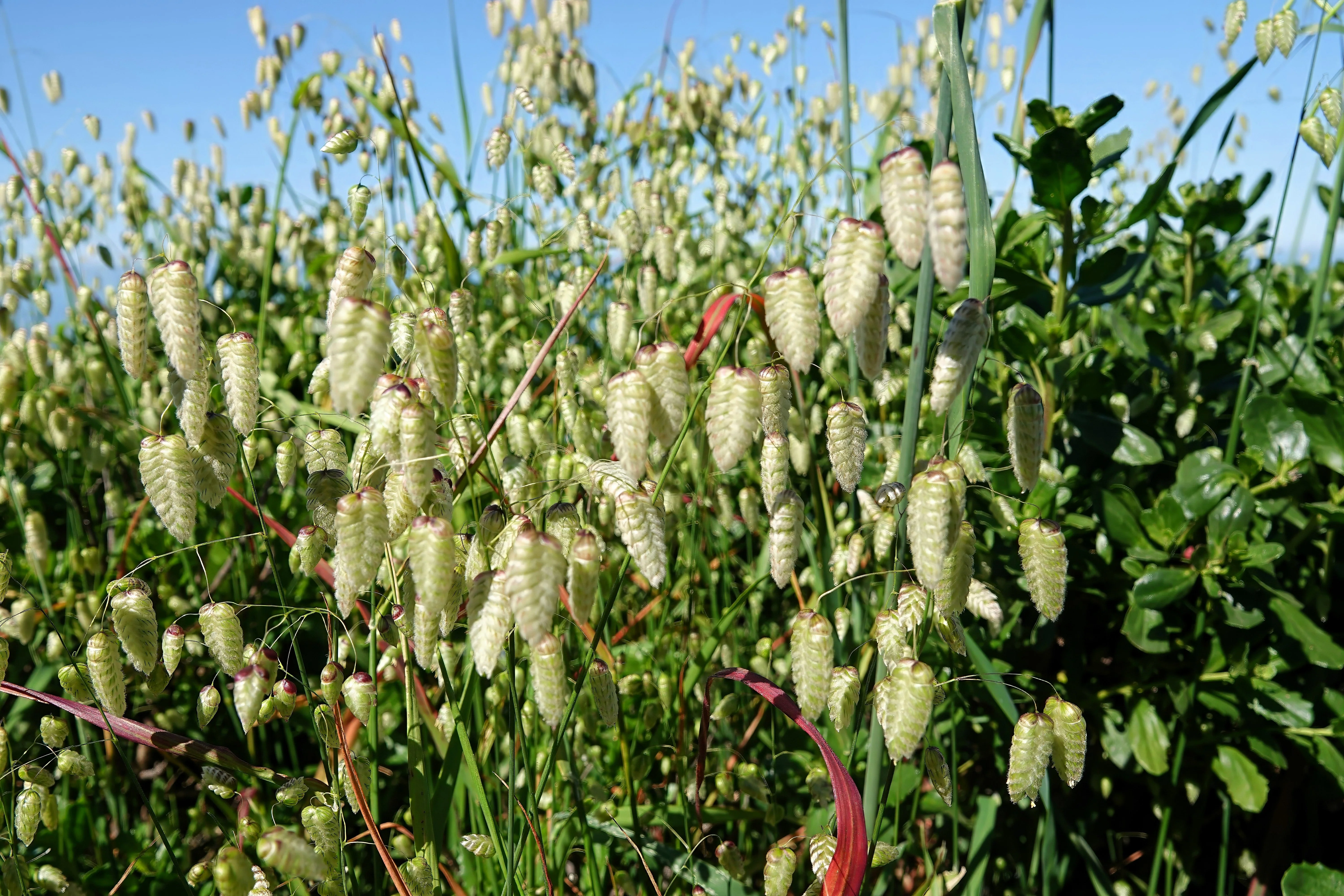 100 QUAKING GRASS (Rattlesnake Grass) Briza Maxima Seeds - Image 5