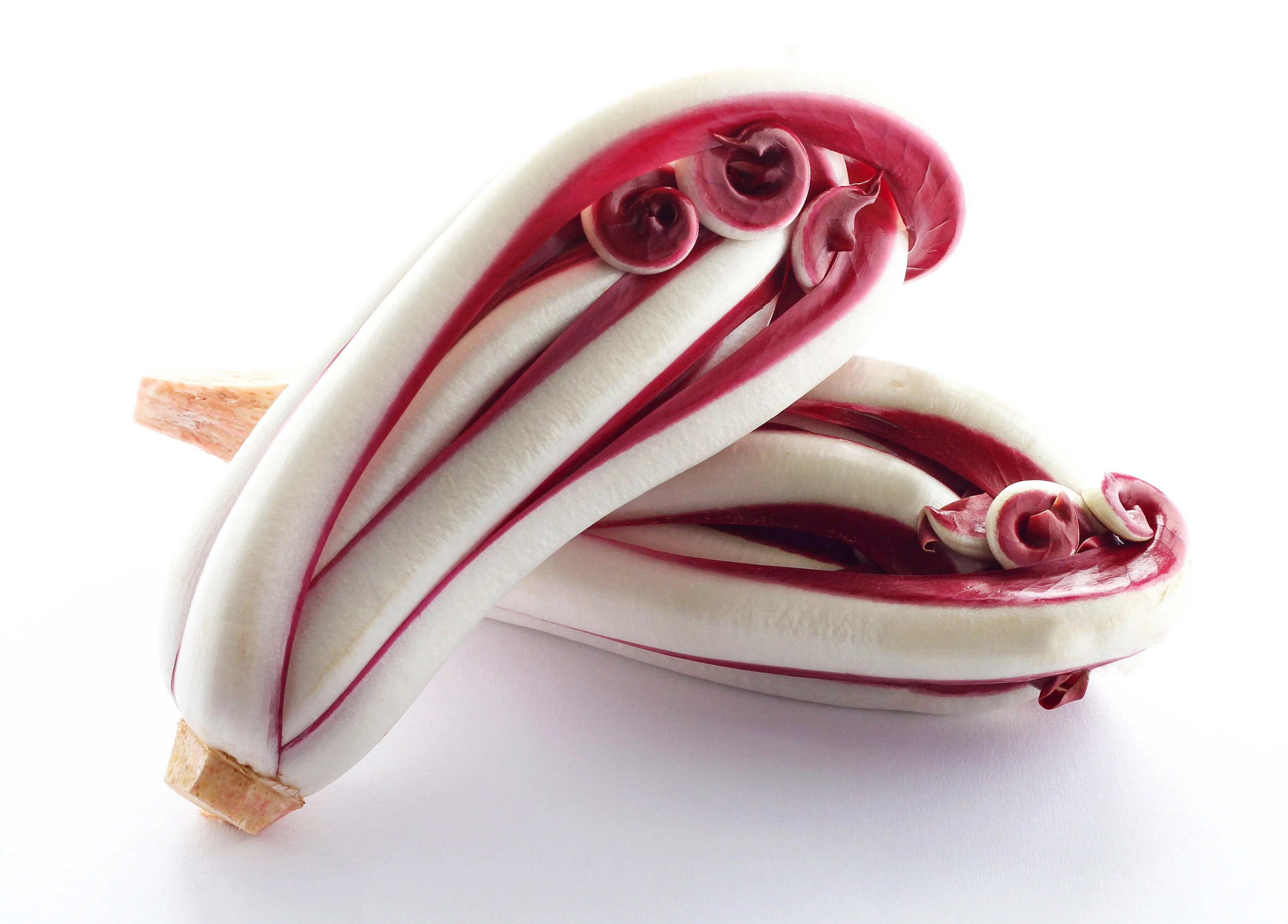 100 RADICCHIO DI TREVISO Radicchio Rose Vegetable Seeds - Image 7