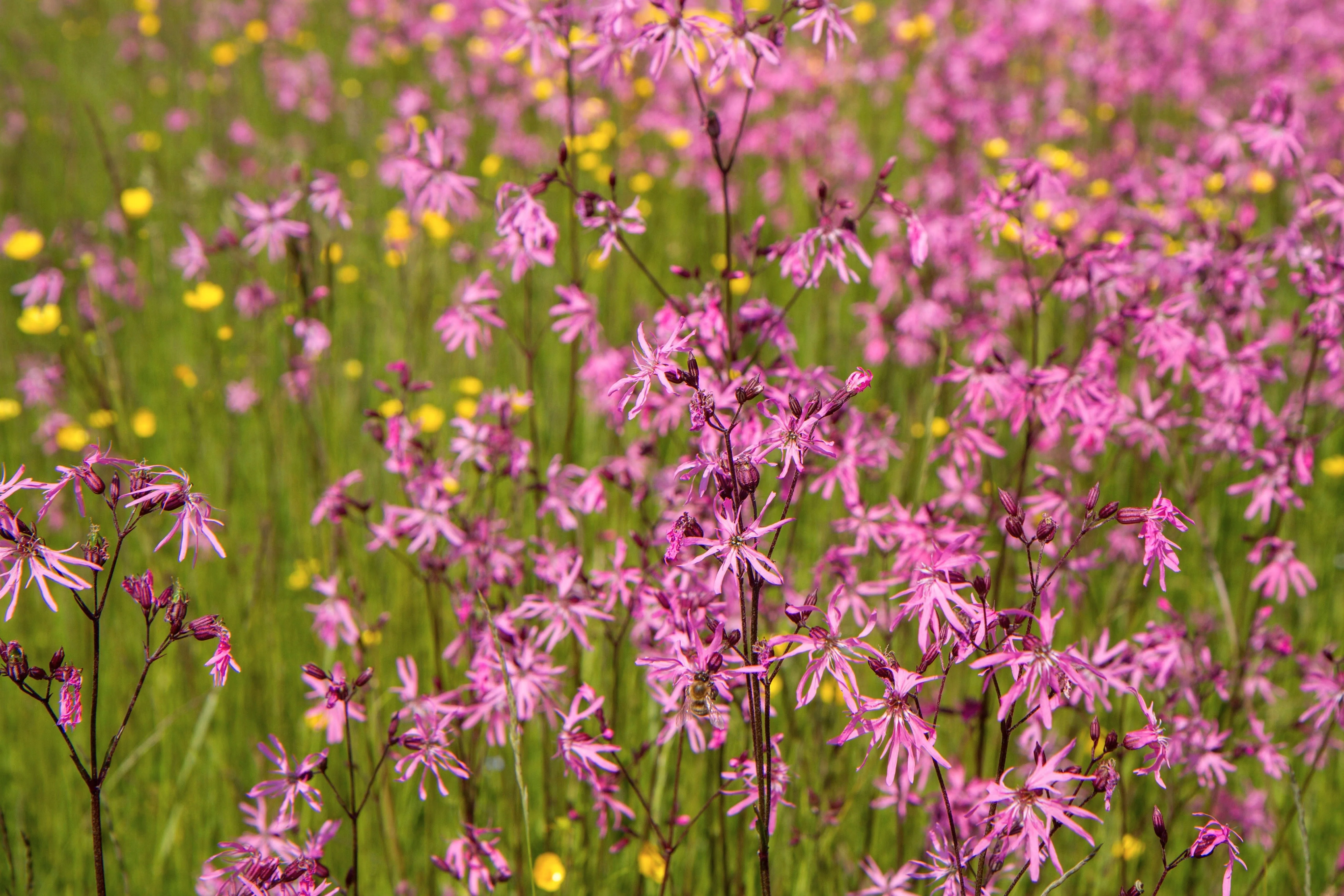100 RAGGED ROBIN Pink Purplish Lychnis Flos Cuculi Flower Seeds - Image 3